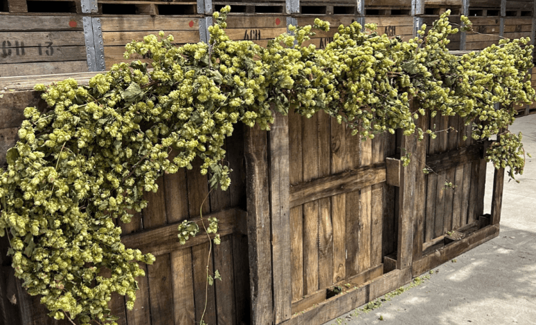 Hops & Flowers by Essentially Hops © EssentiallyHops