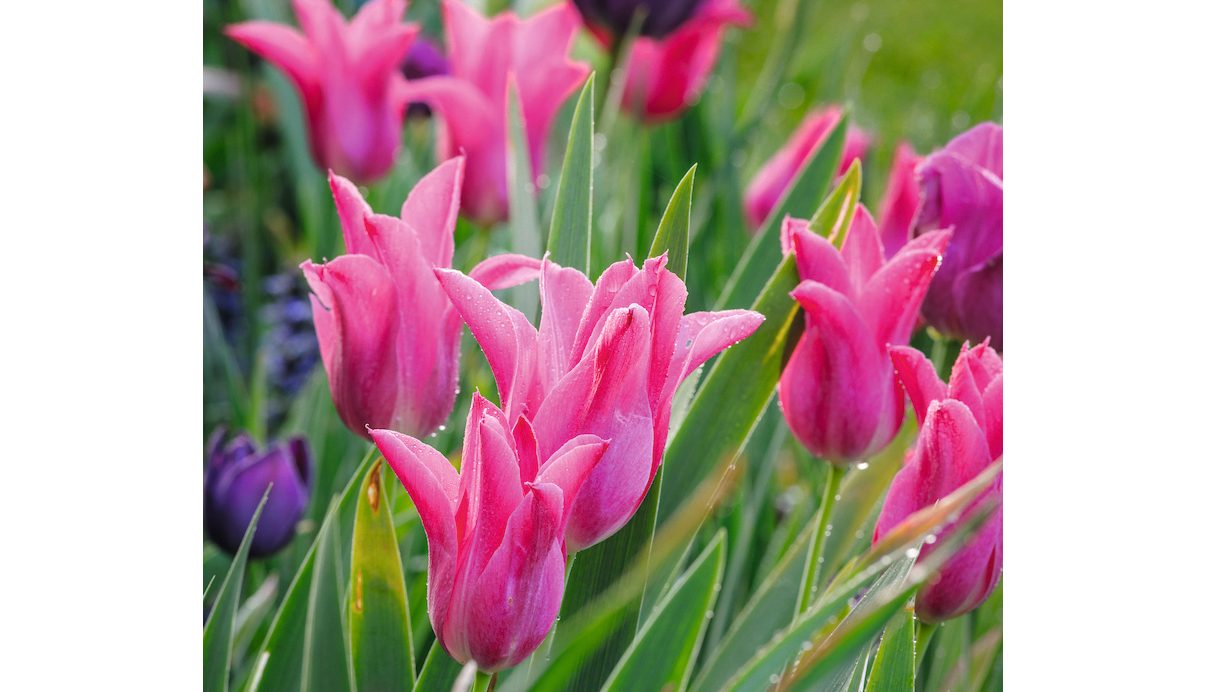 Tulipa China Pink