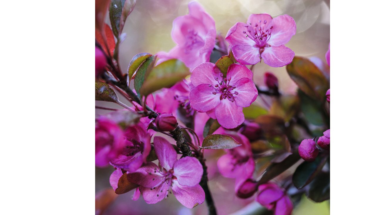 Malus ‘Rudolph’