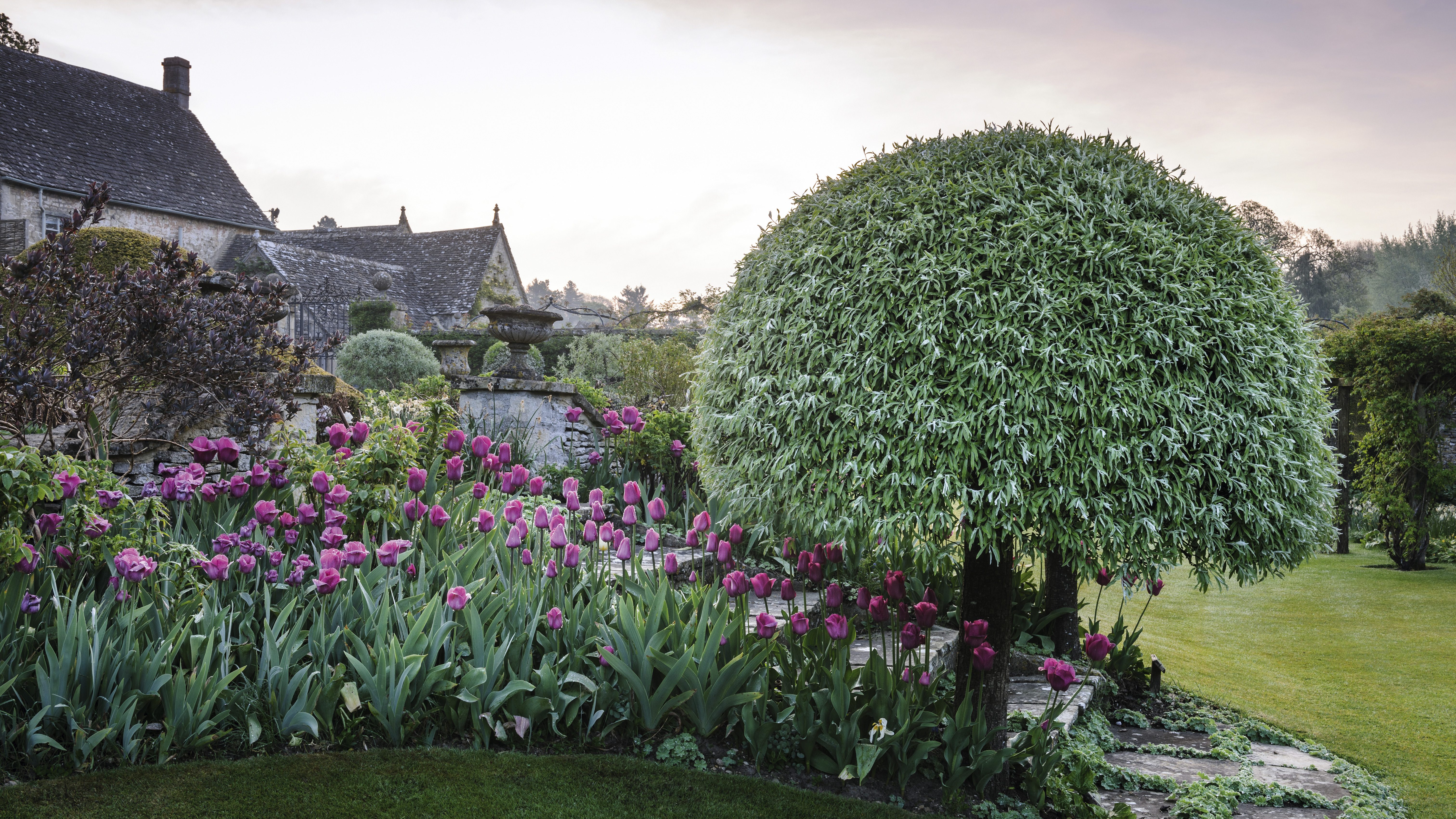 NEWJI_070420_AblingtonManor_194 Pink tulips line the steps from the terraces down to the lawn, beneath the cool grey-green foliage of a pair of weeping pears (Pyrus salicifolia ‘Pendula’) clipped into mushroom standards. Alchemilla mollis threads its way between the pavers.
