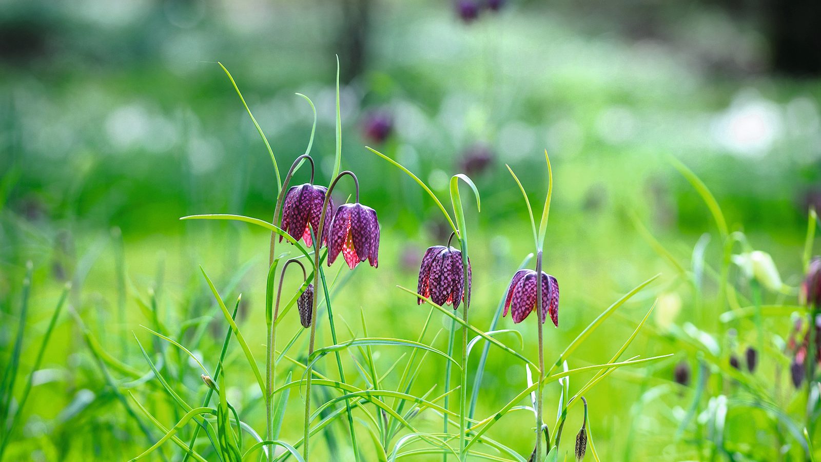 Fritillaria meleagris