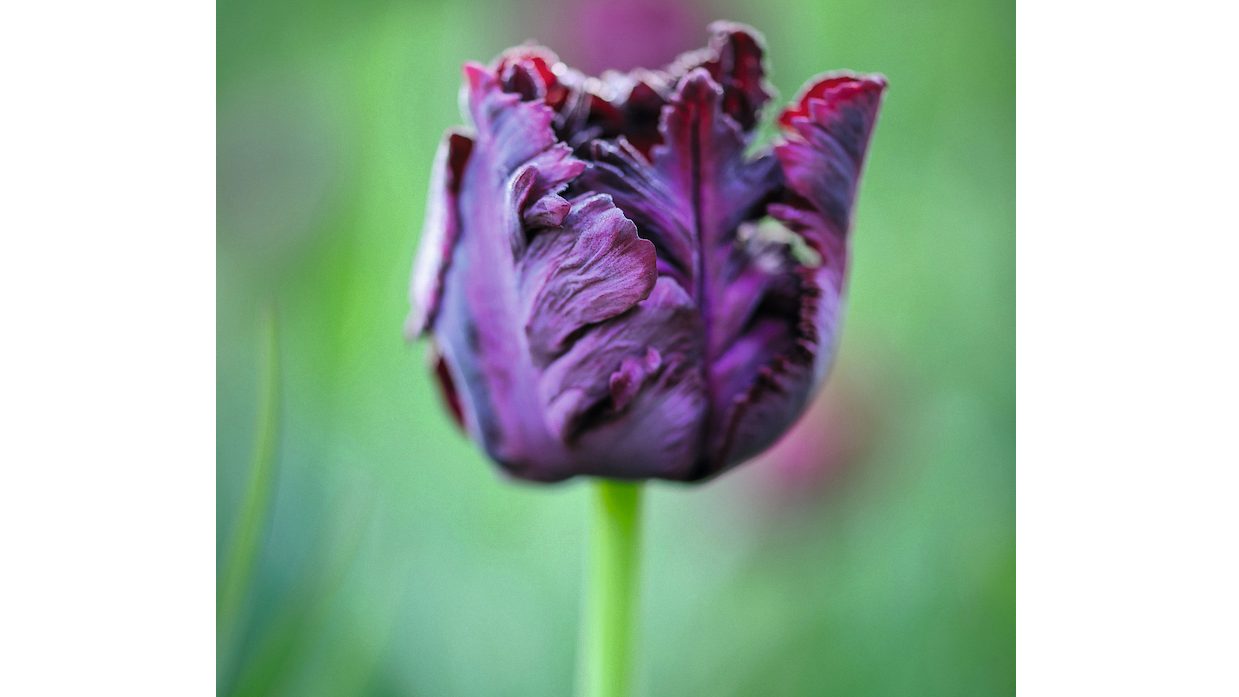 Ablington Manor (7th April 2020)