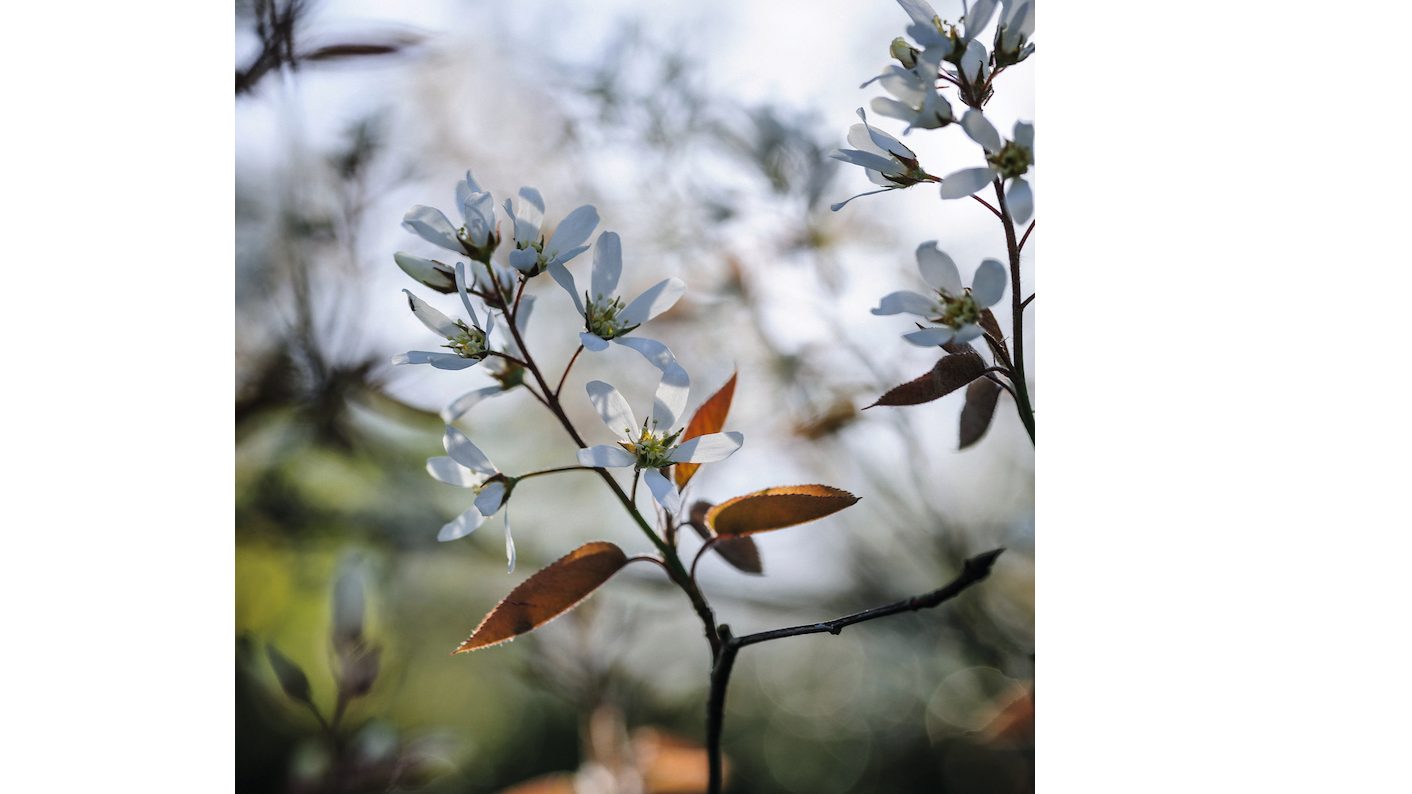 Amelanchier x lamarckii