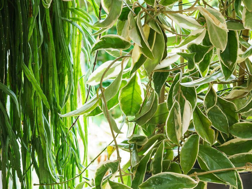House plants near a window