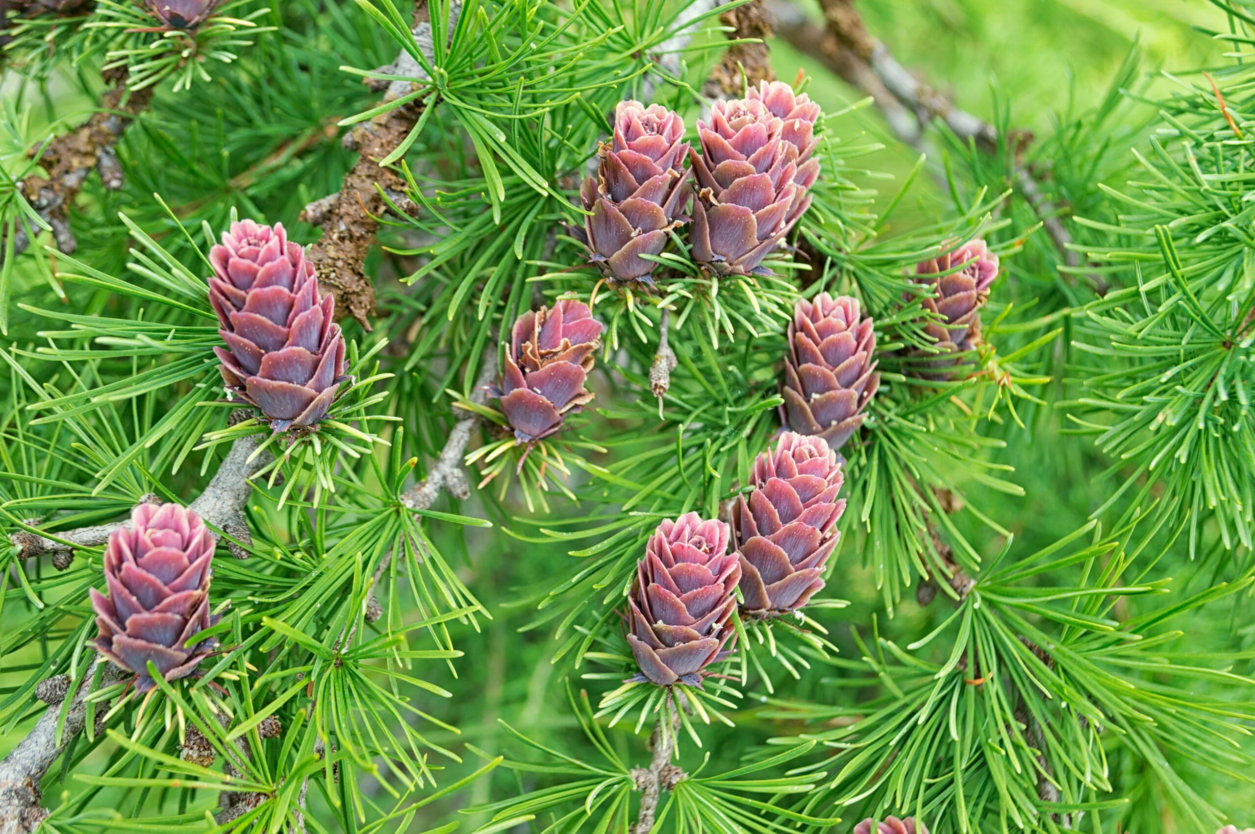 Dahurian larch ( Larix dahurica or Larix gmelinii )