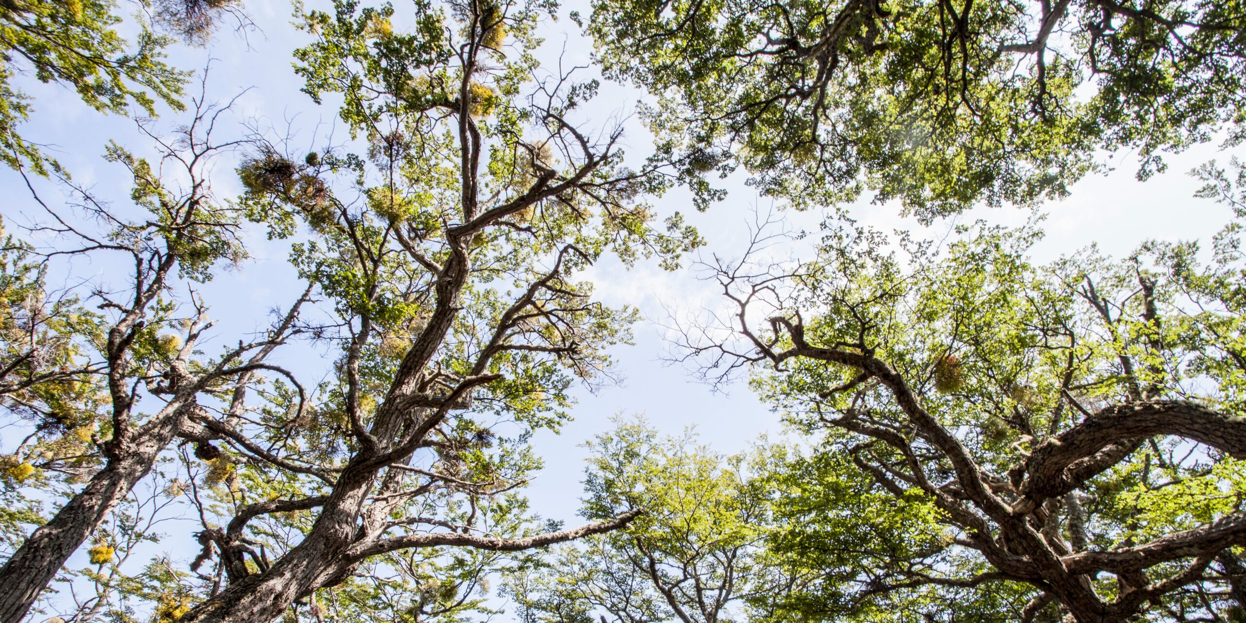 Magellan's beech (Nothofagus betuloides)