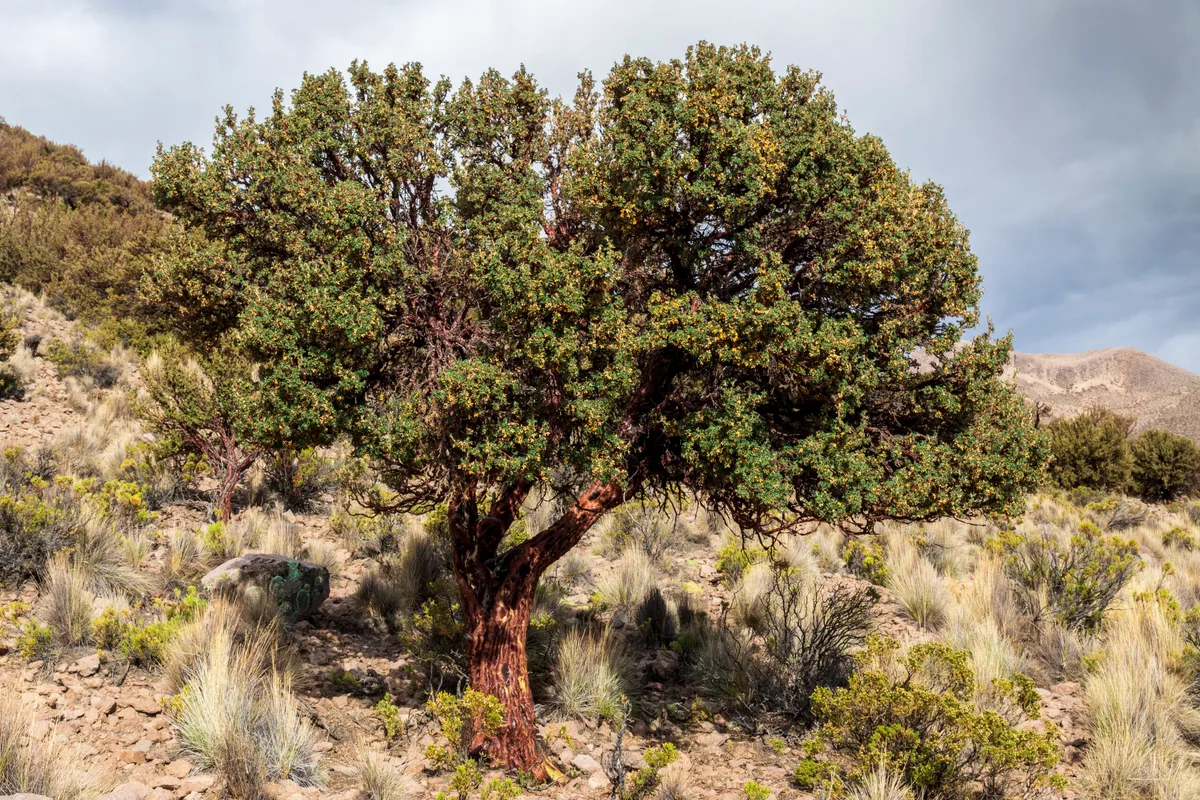 Polylepis tarapacana is tree that grows highest in altitude in the world Polylepis tarapacana is tree that grows highest in altitude in the world