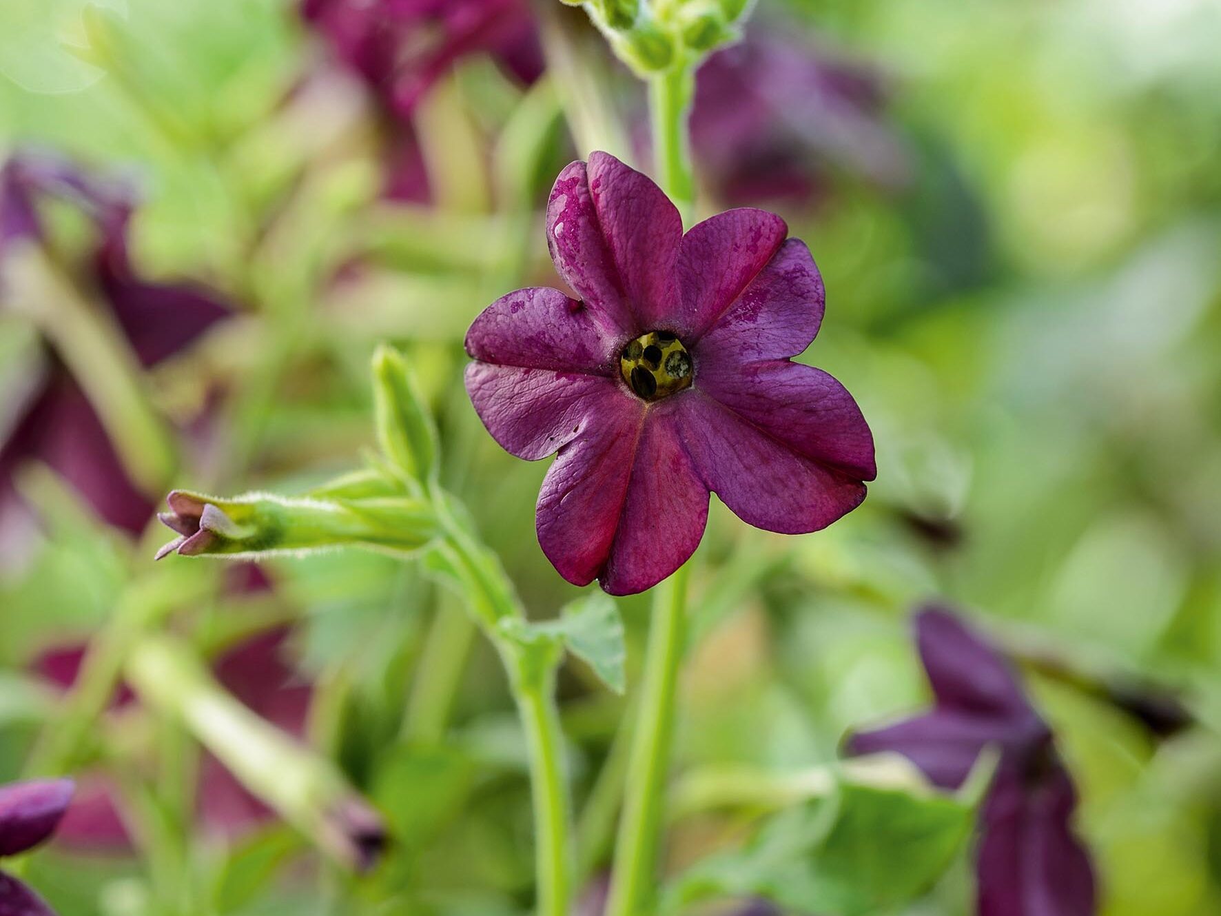 Nicotiana x sanderae 'Perfume Deep Purple'