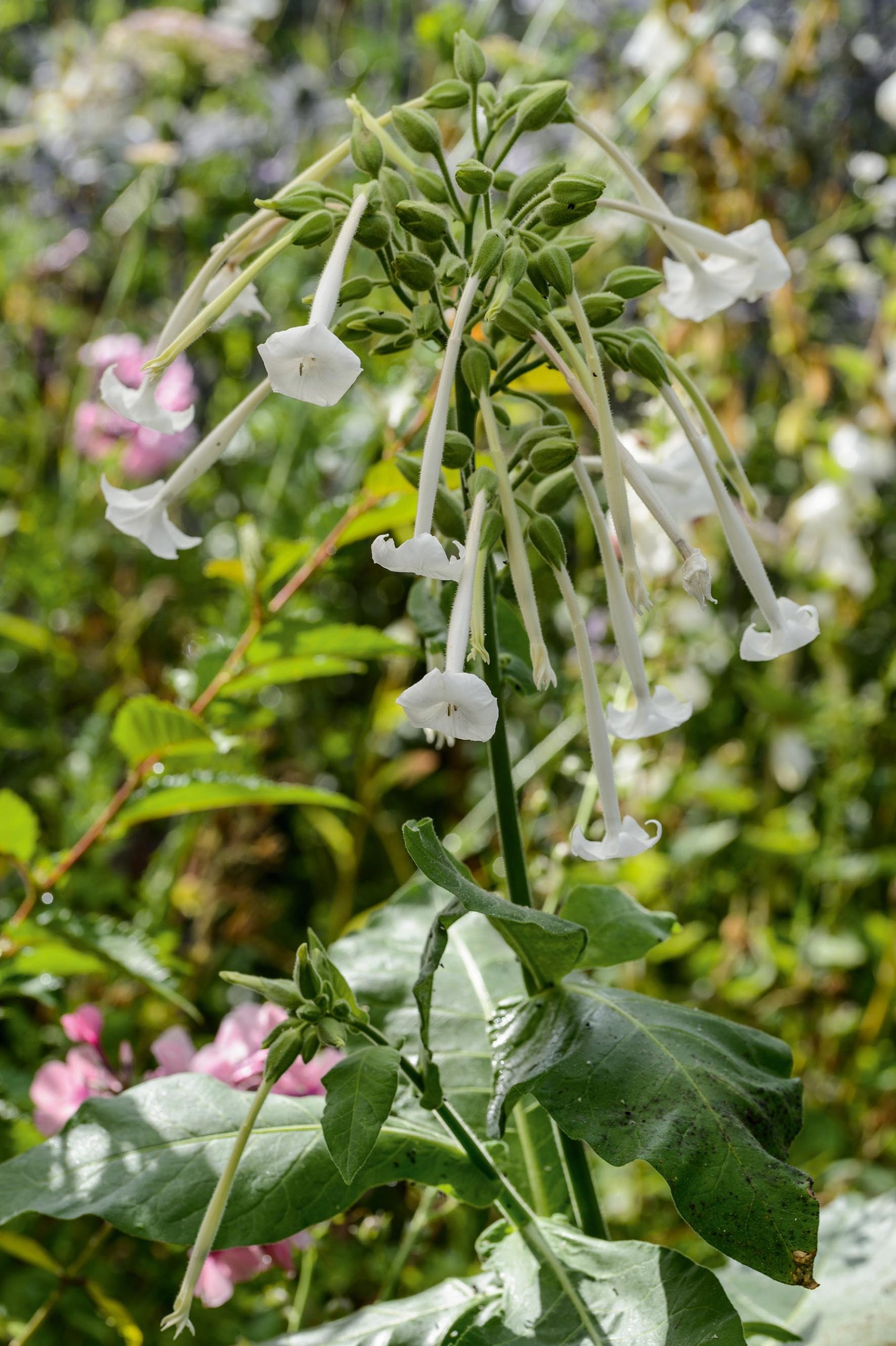 Nicotiana sylvestris