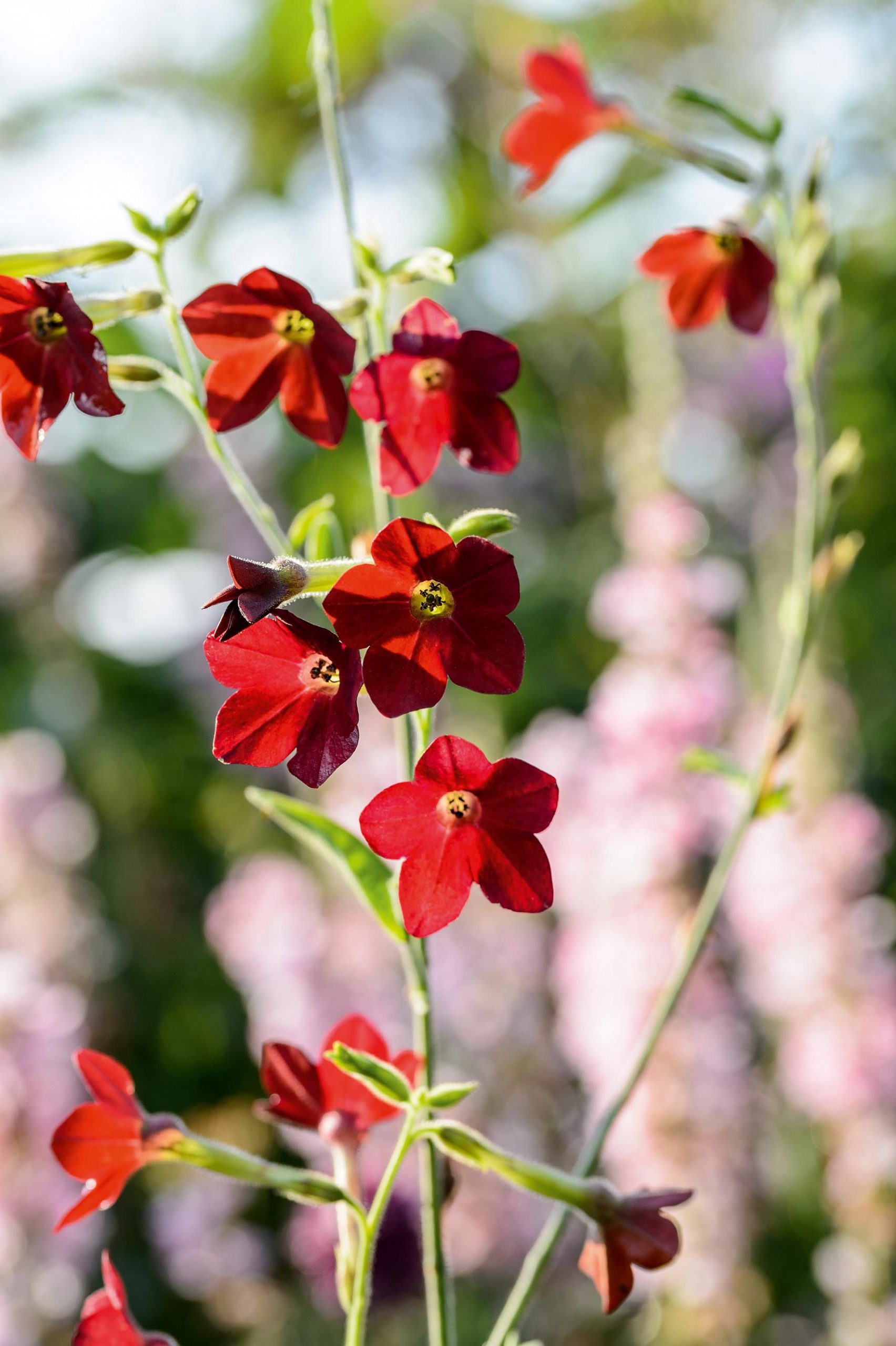 Nicotiana x hybrida 'Baby Bella'
