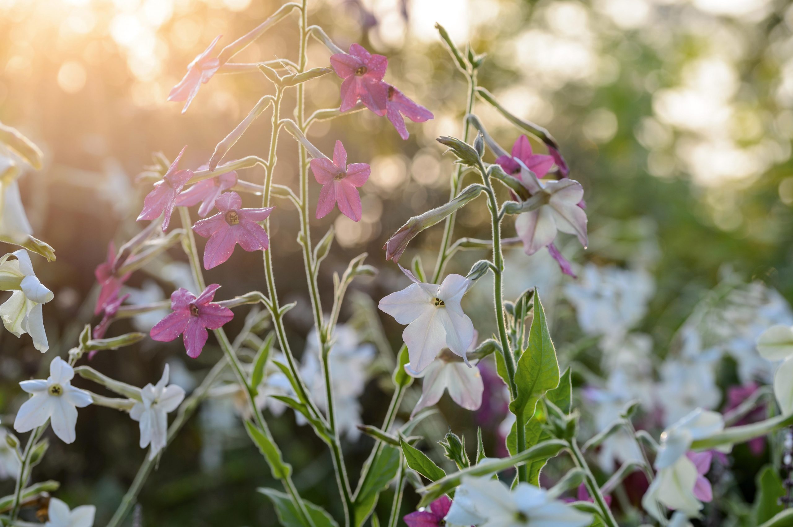 Nicotiana Evening Fragrance Mix