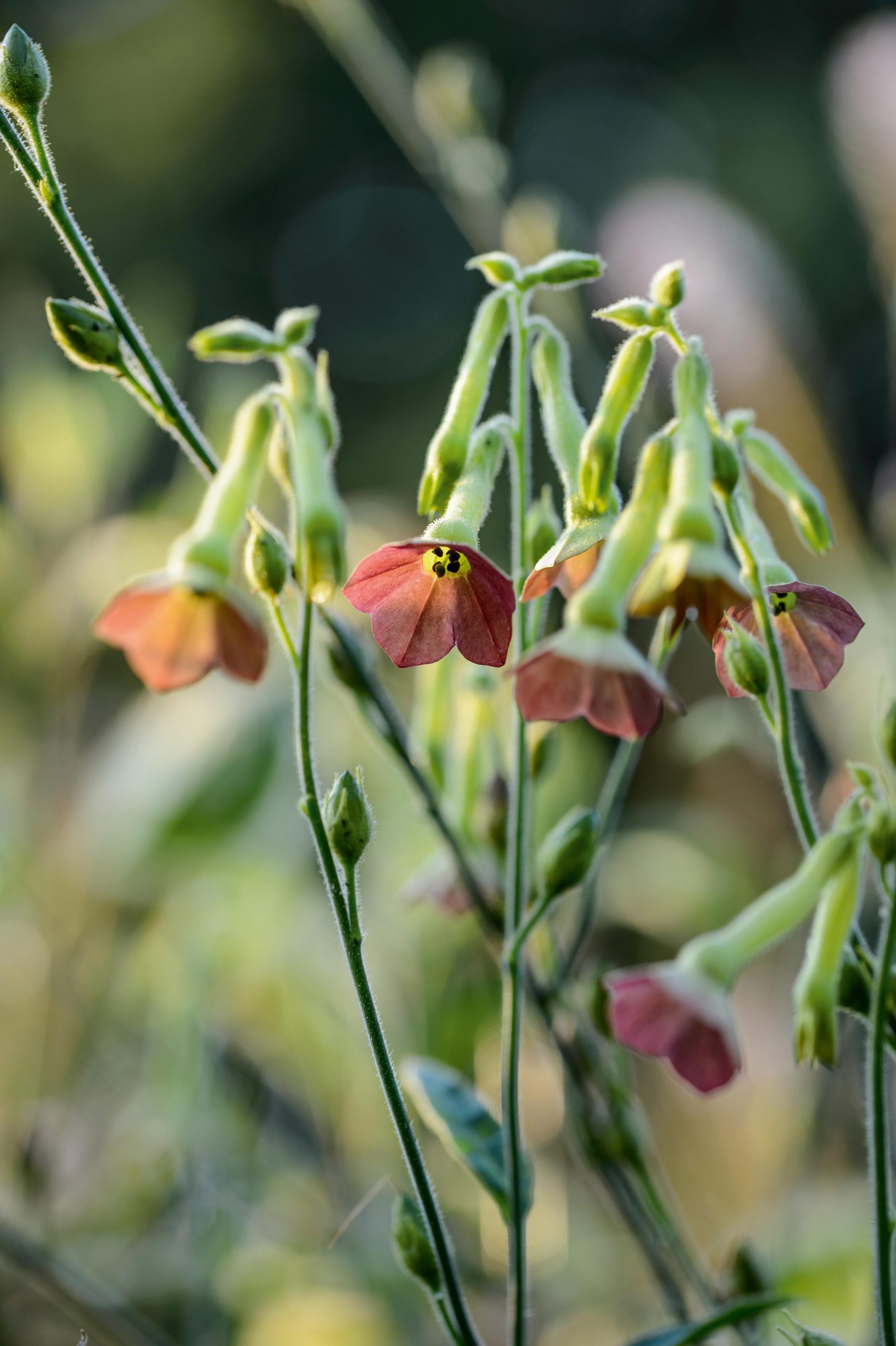 Nicotiana alata 'Tinkerbell'