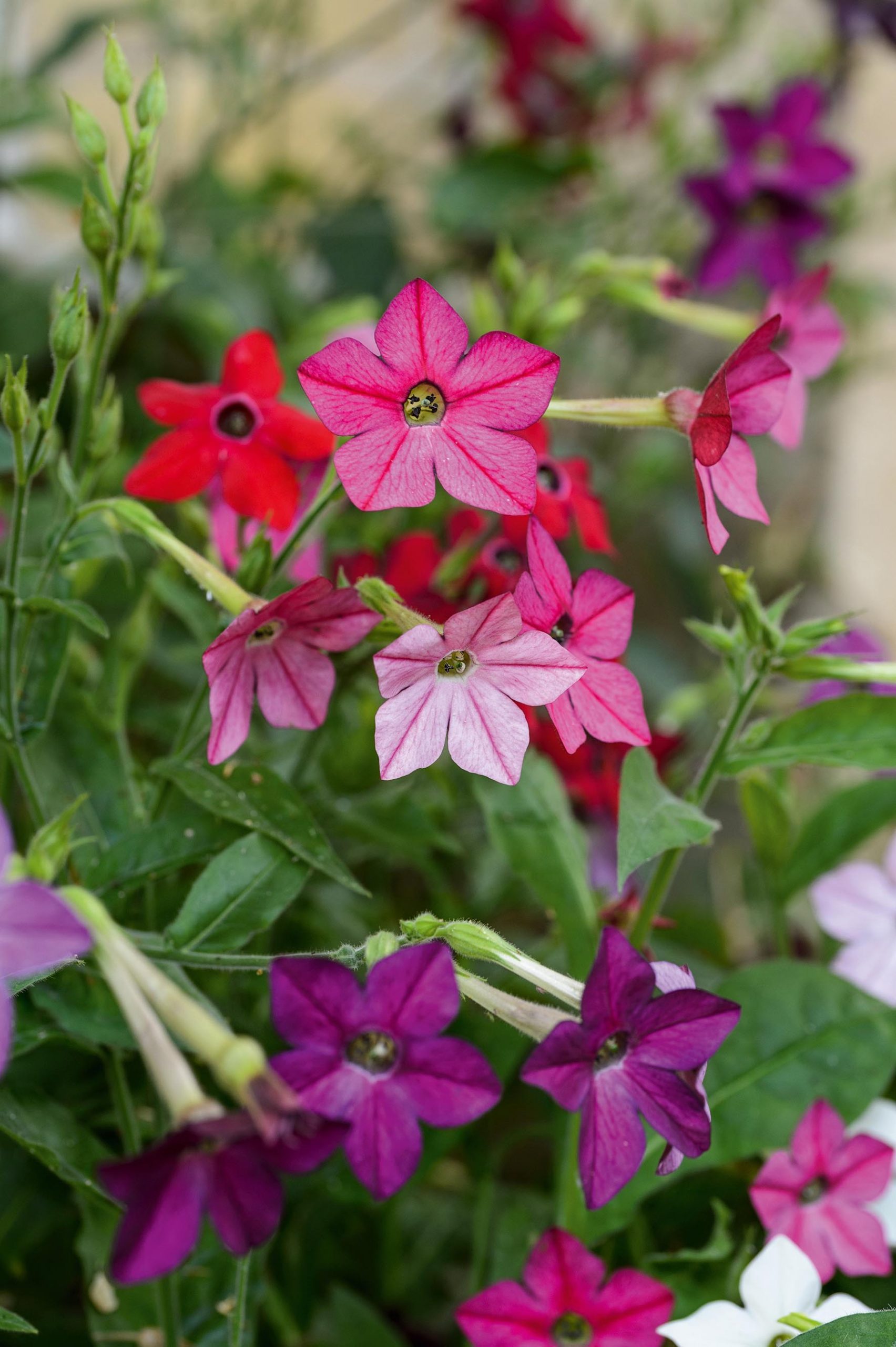 Nicotiana 'Eau de Cologne Mixed'