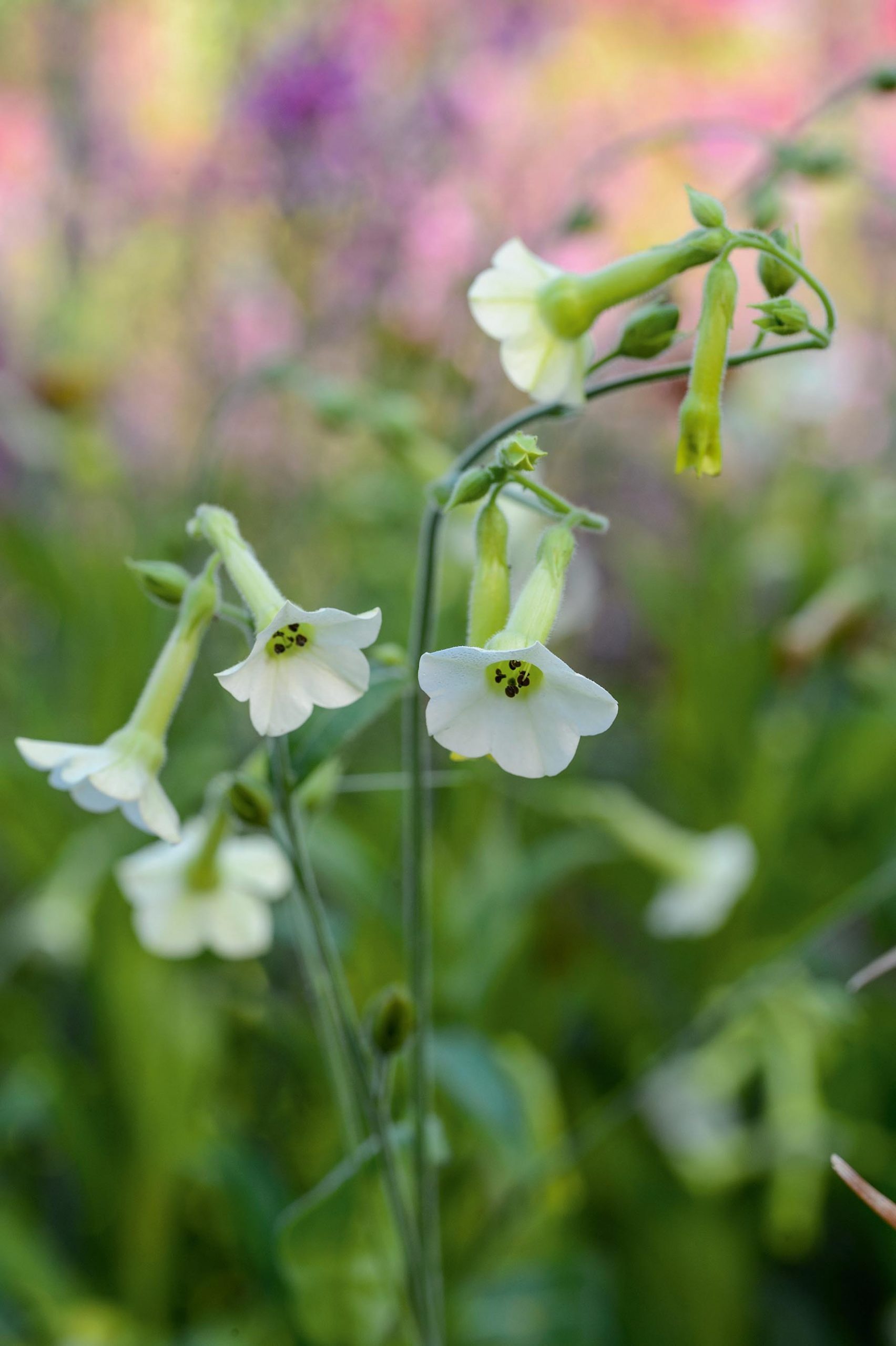 Nicotiana x hybrida 'Starlight Dancer'