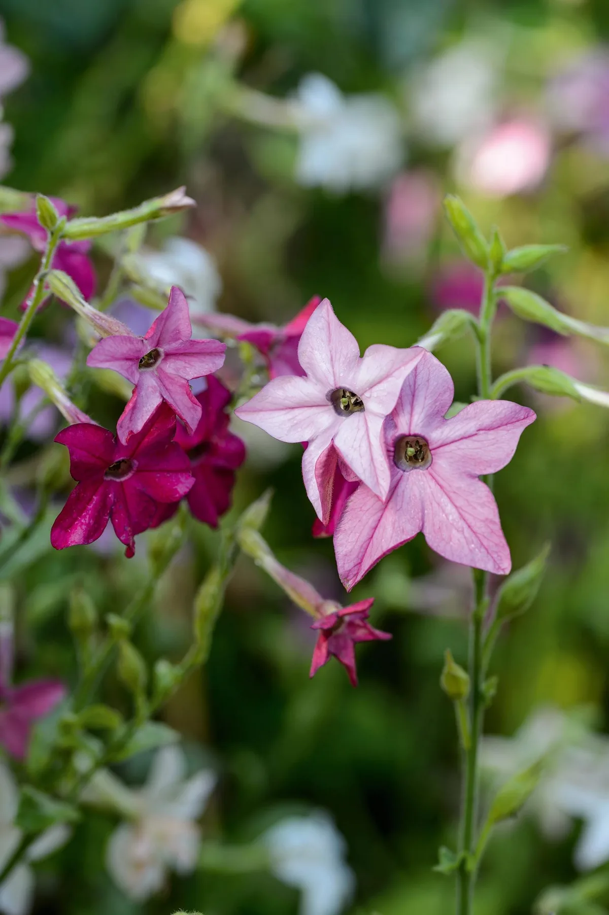Nicotiana x sanderae 'Little Nicky' Nicotiana x sanderae 'Little Nicky'