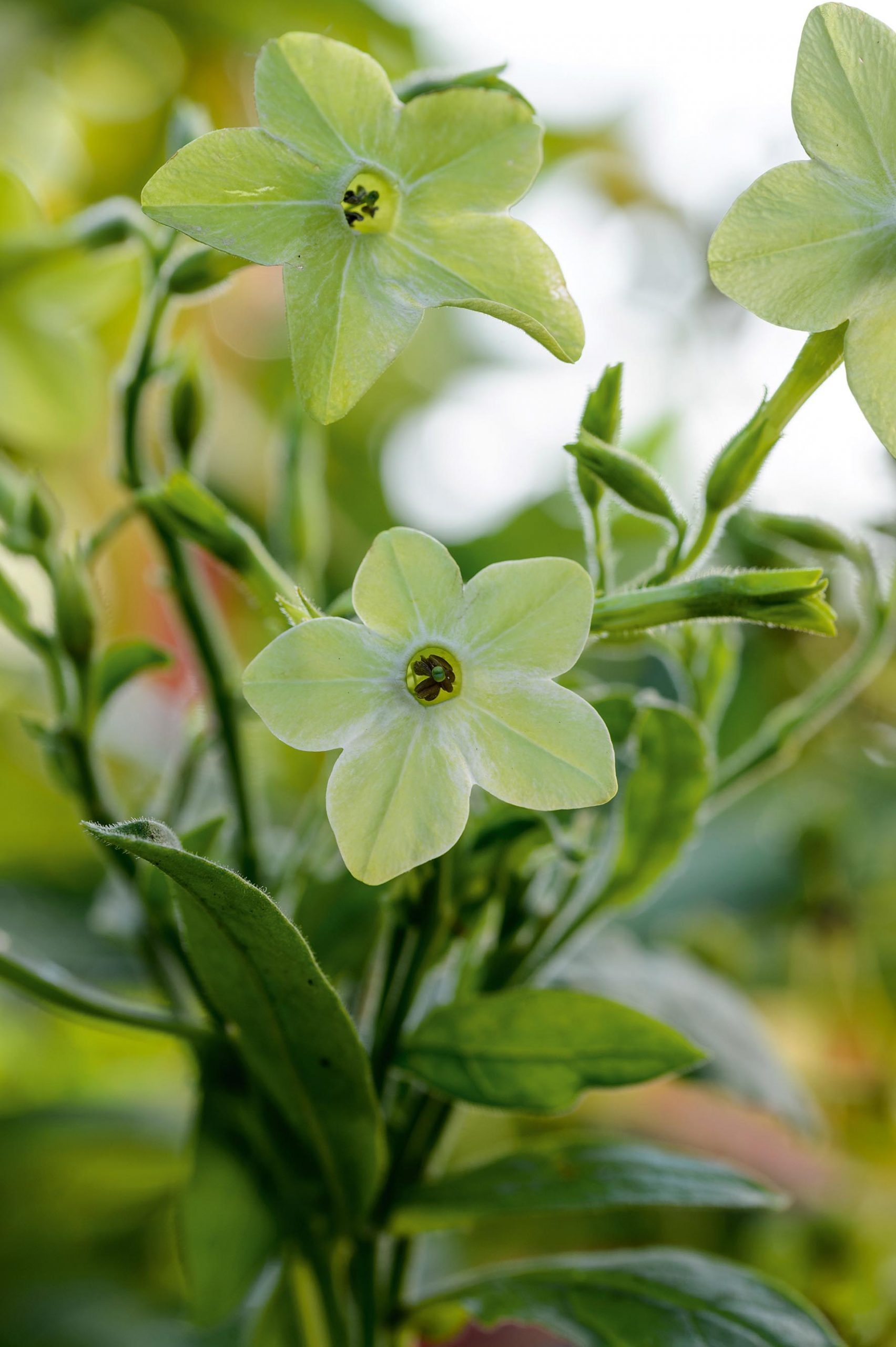 Nicotiana ◊ sanderae 'Cuba Deep Lime'
