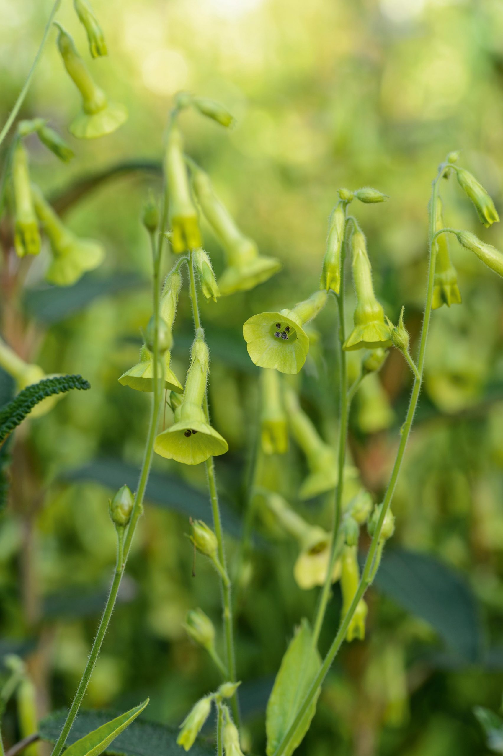 Nicotiana langsdorffii