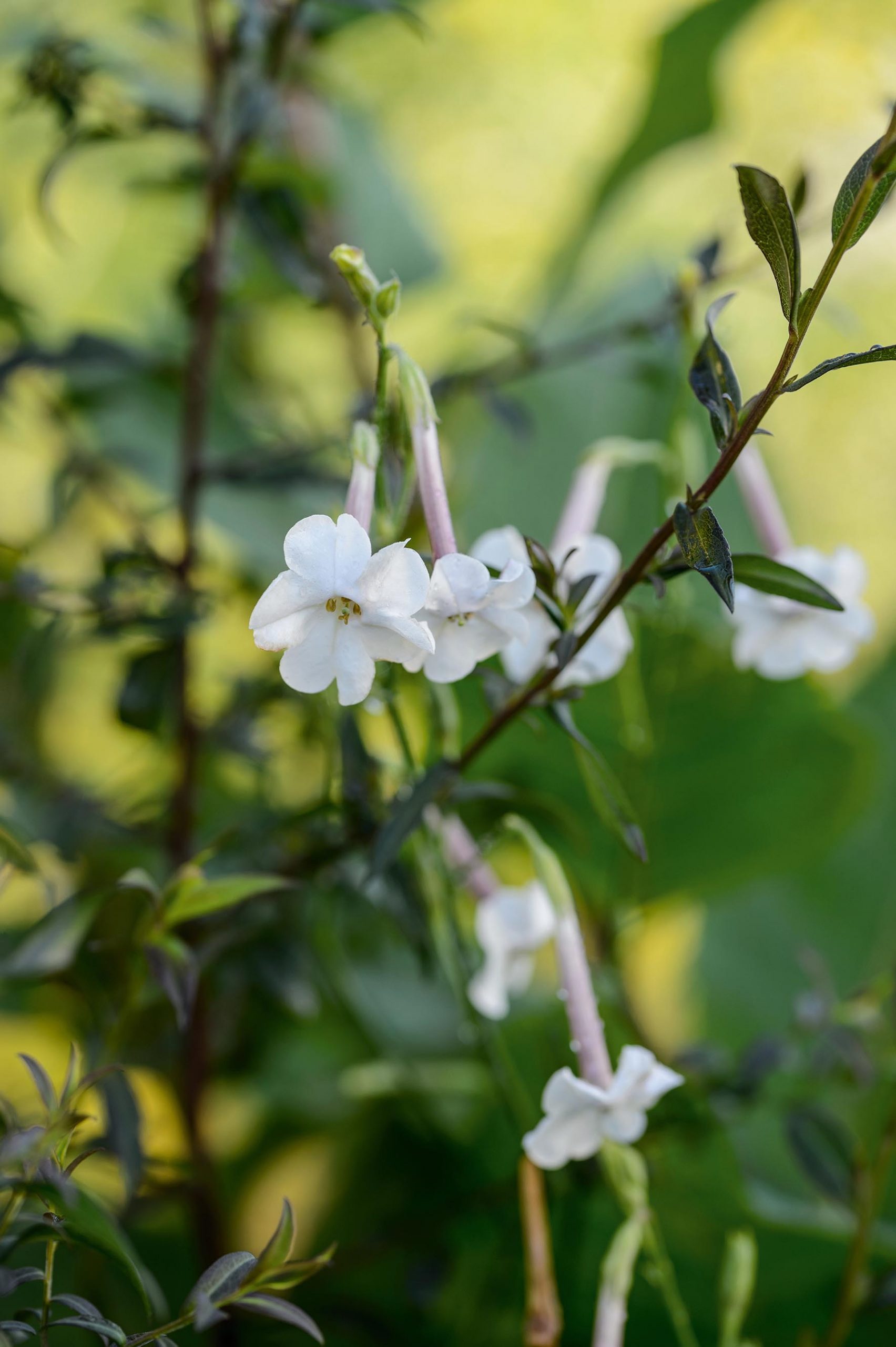 Nicotiana suaveolens