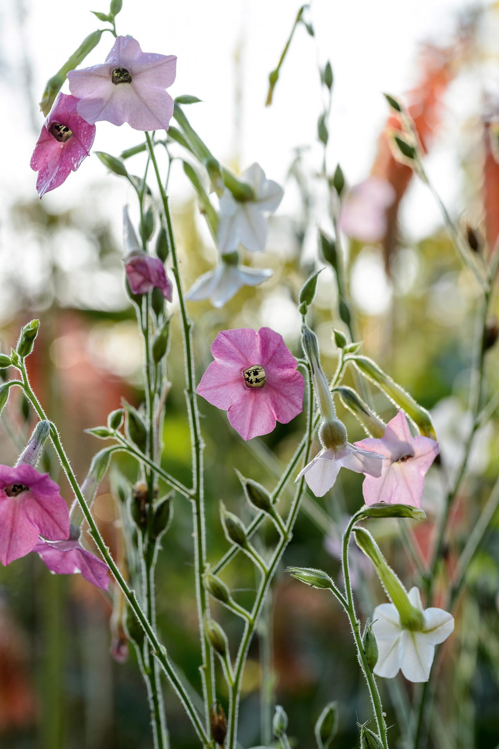 Nicotiana x hybrida 'Whisper Mixed'