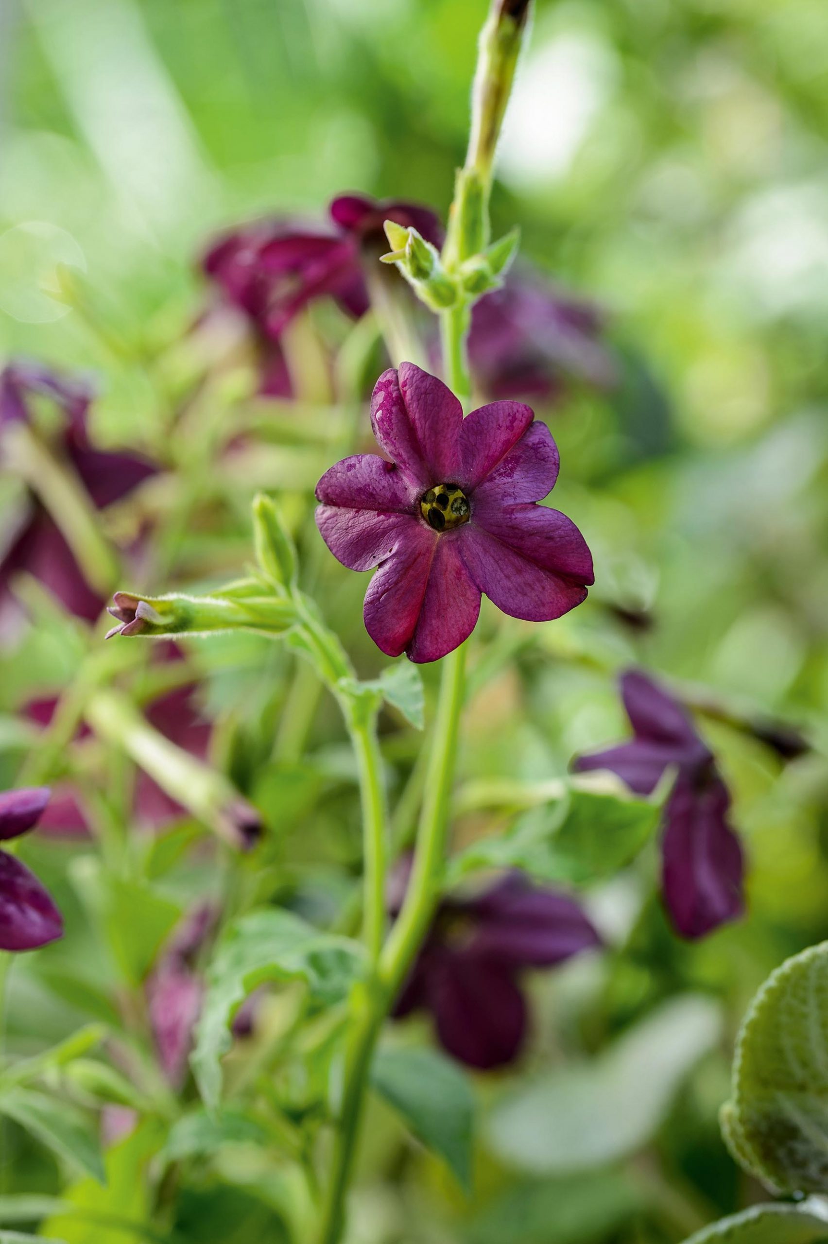 Nicotiana x sanderae 'Perfume Deep Purple'