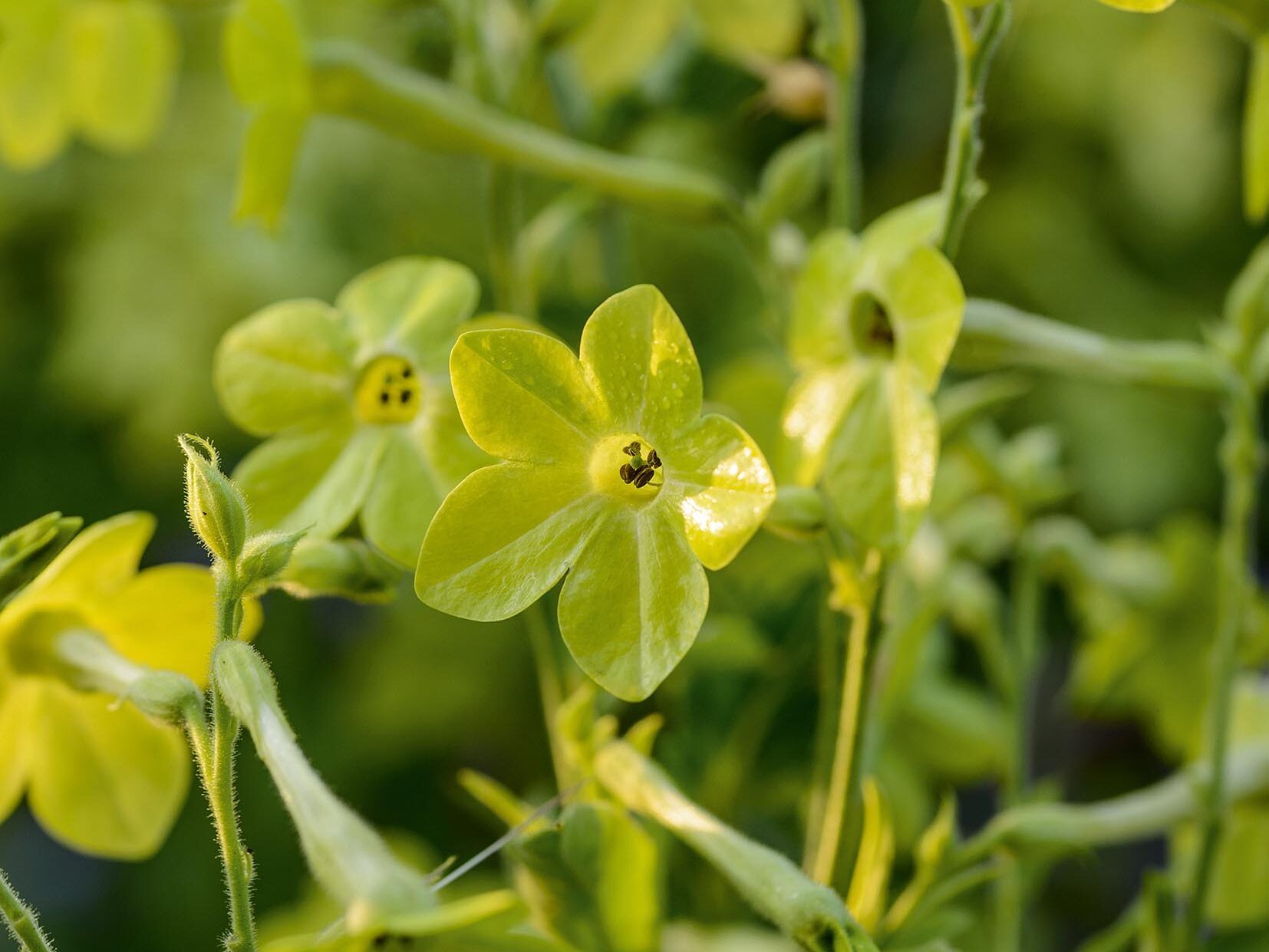 Nicotiana alata 'Lime Green'