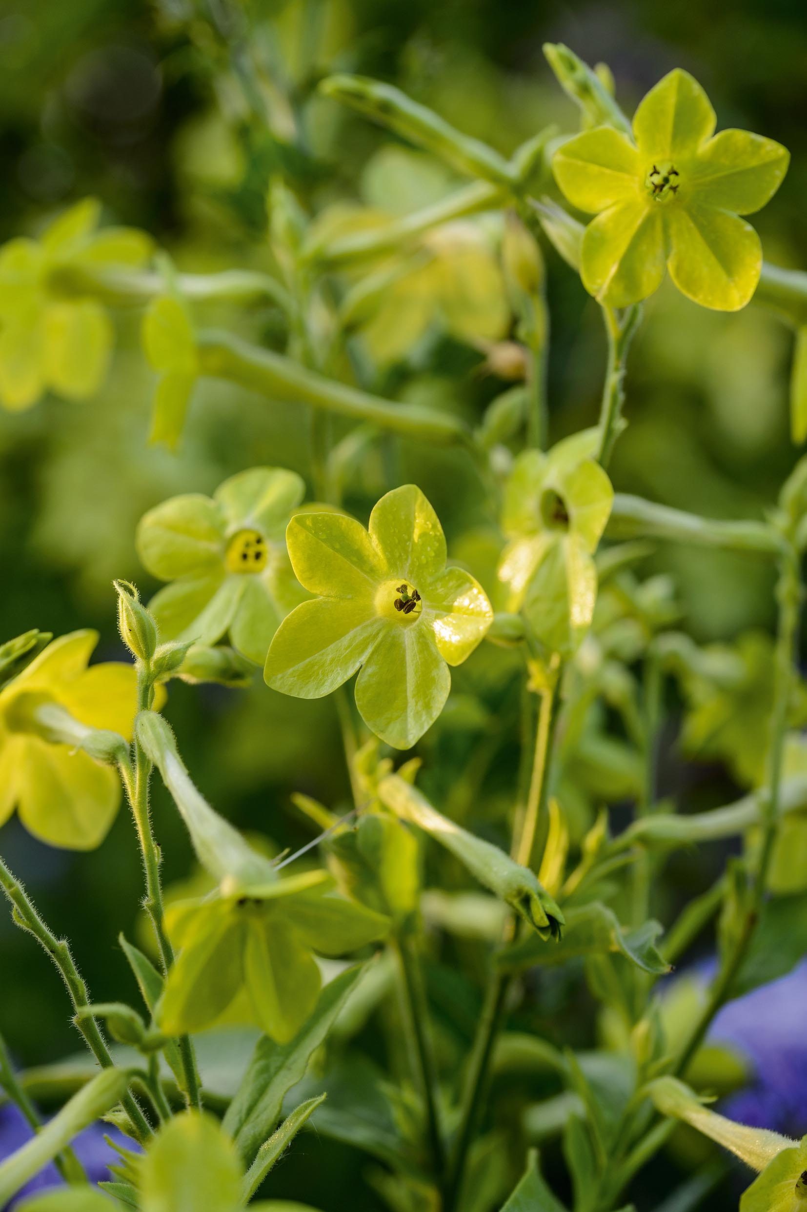Nicotiana alata 'Lime Green'