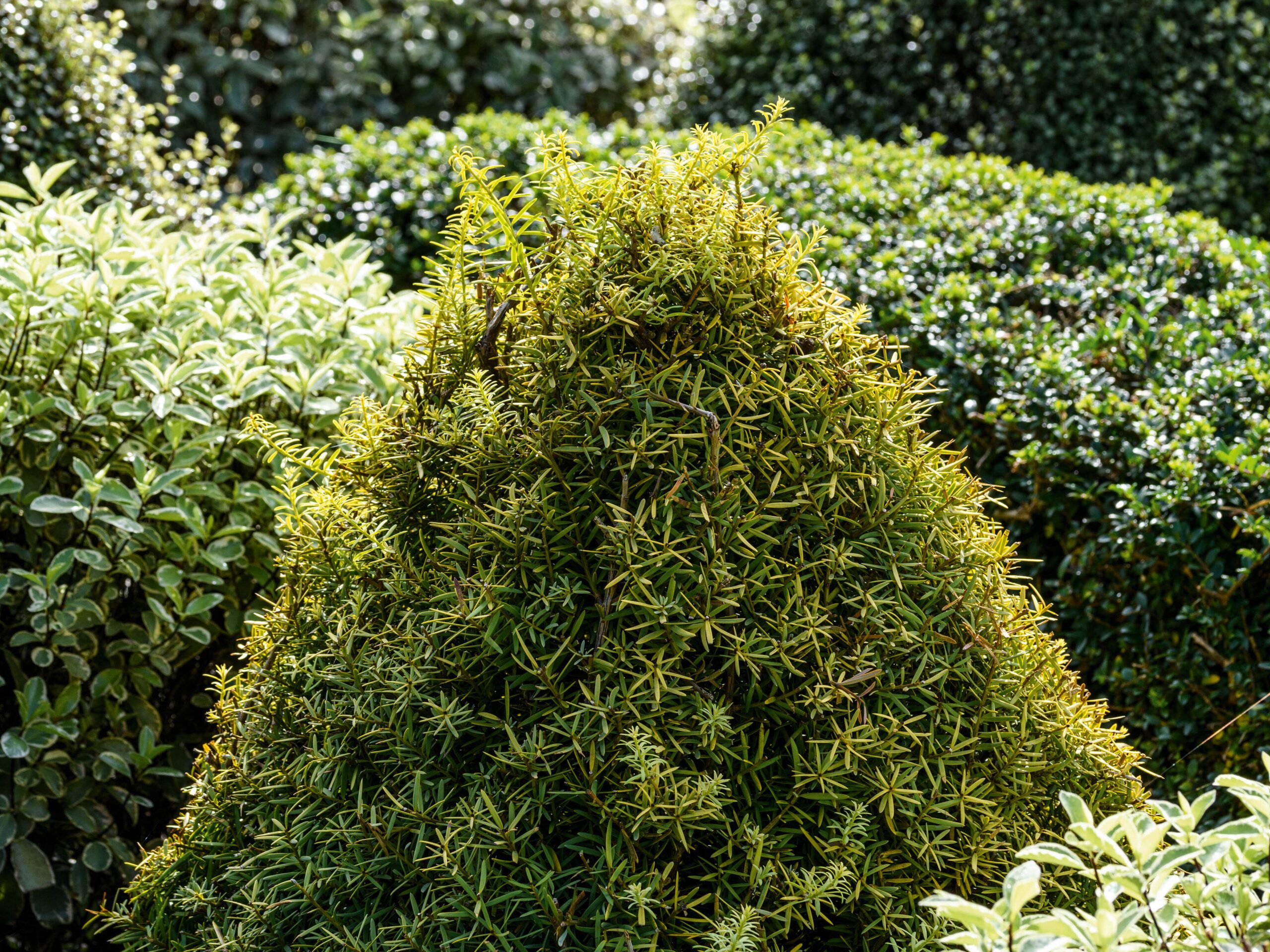 Podocarpus totara 'Aureus' Podocarpus totara 'Aureus'
