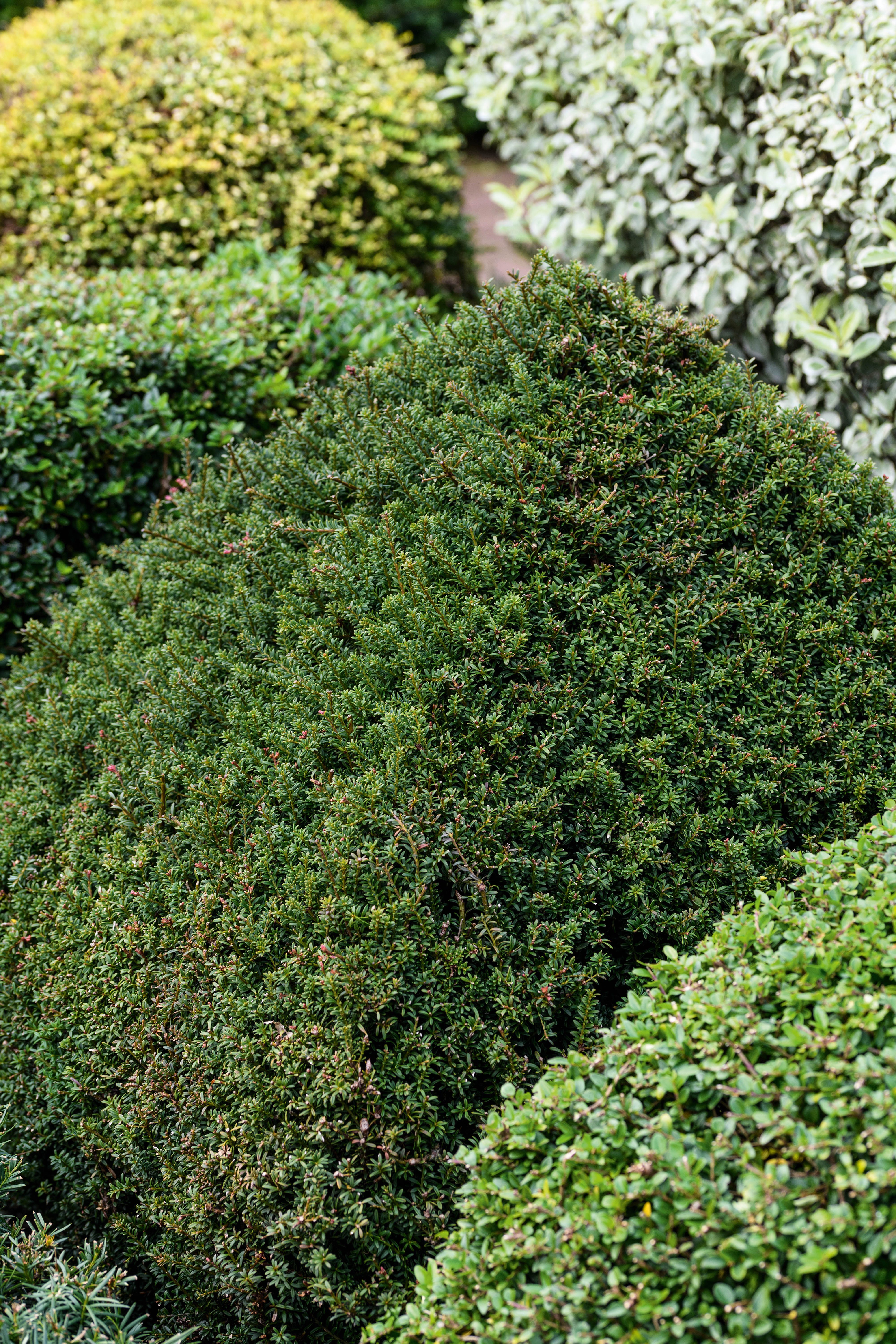 Podocarpus nivalis 'Chocolate Box'