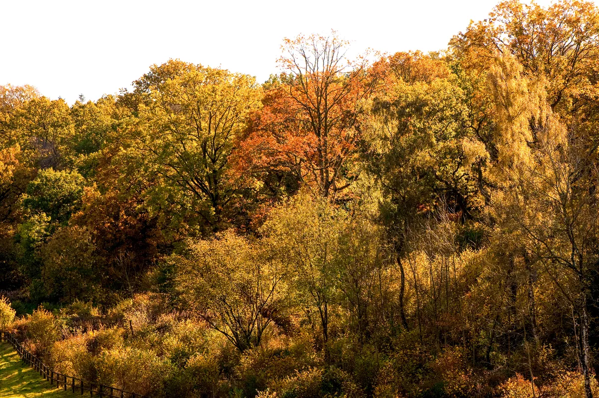 Silk Wood in autumn, Westonbirt Arboretum, Silk Wood in autumn, Westonbirt Arboretum,
