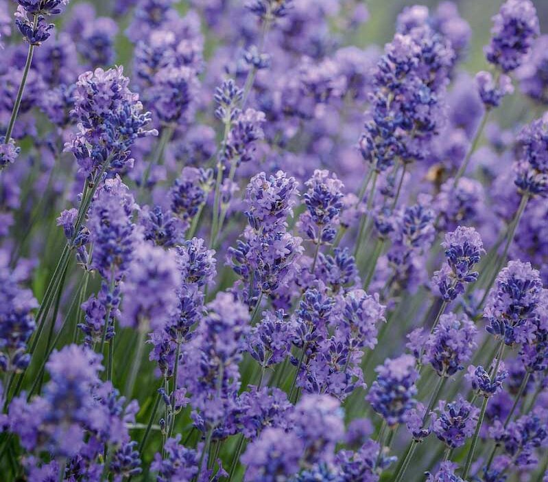 Lavandula angustifolia ‘Munstead’