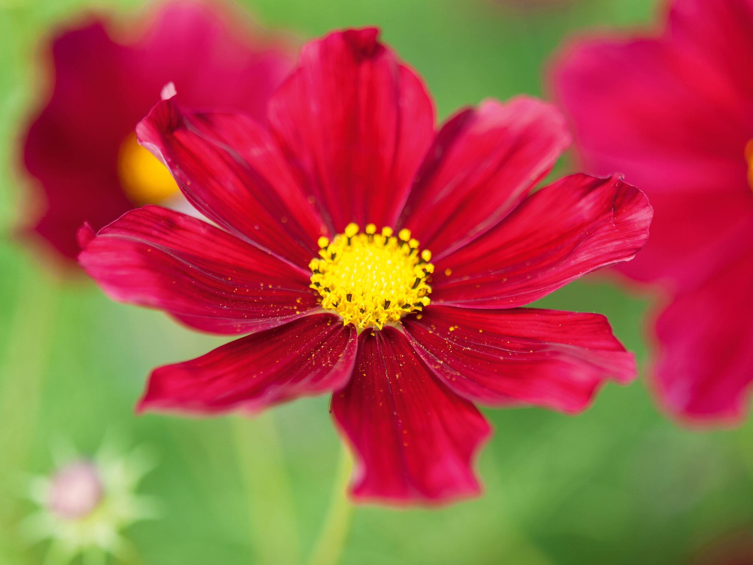 Cosmos bipinnatus 'Rubenza'