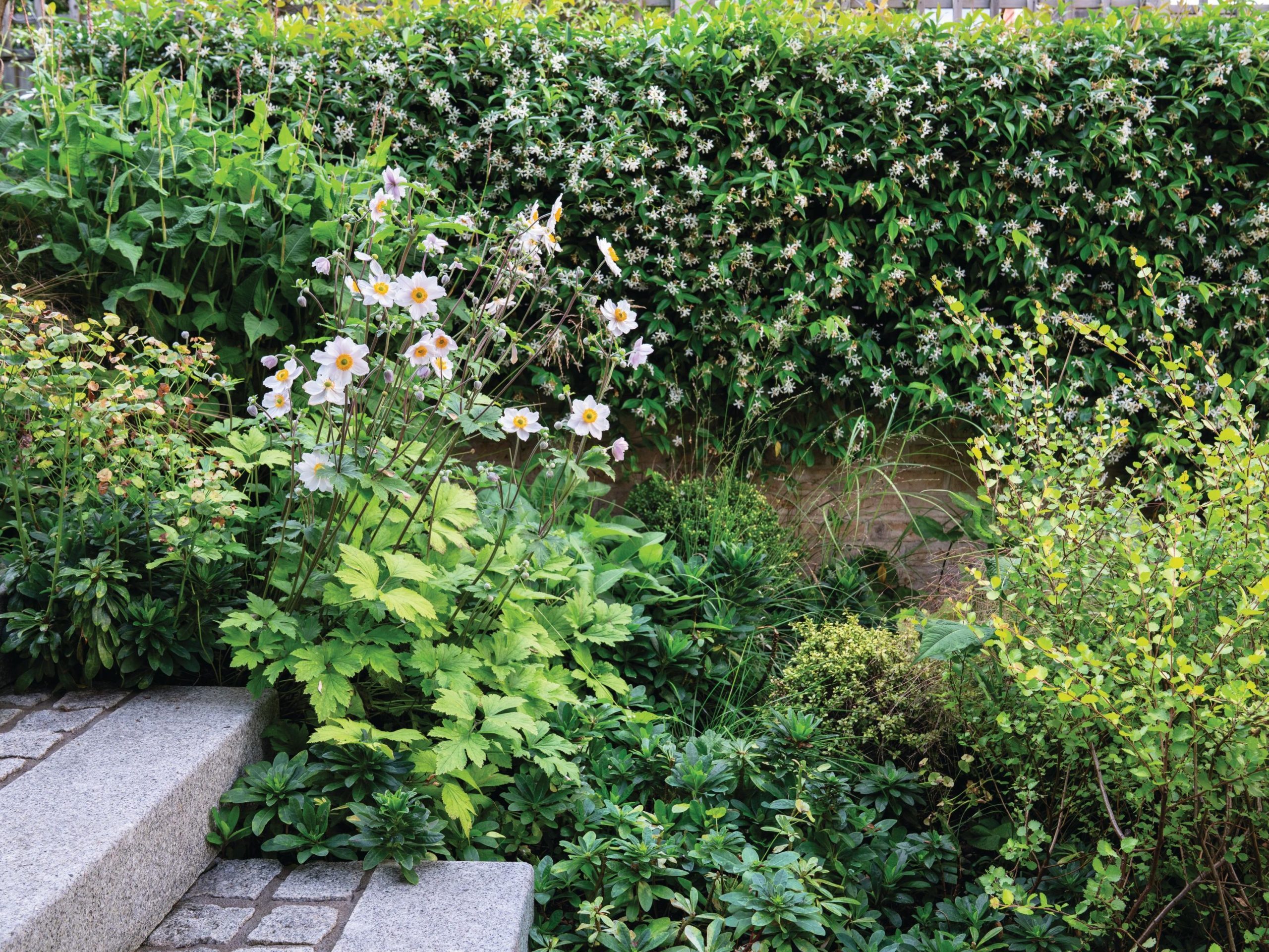 Garden steps and border