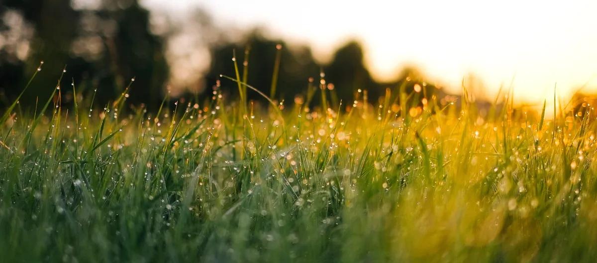Lawn grass by Jonas Weckschmied © Unsplash Lawn grass by Jonas Weckschmied © Unsplash