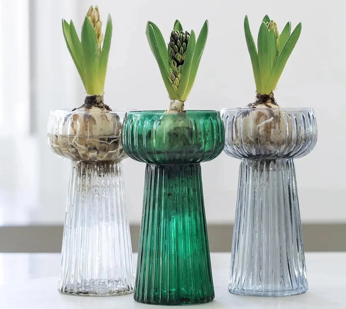 Hyacinth ribbed glass bulb vases Hyacinth ribbed glass bulb vases