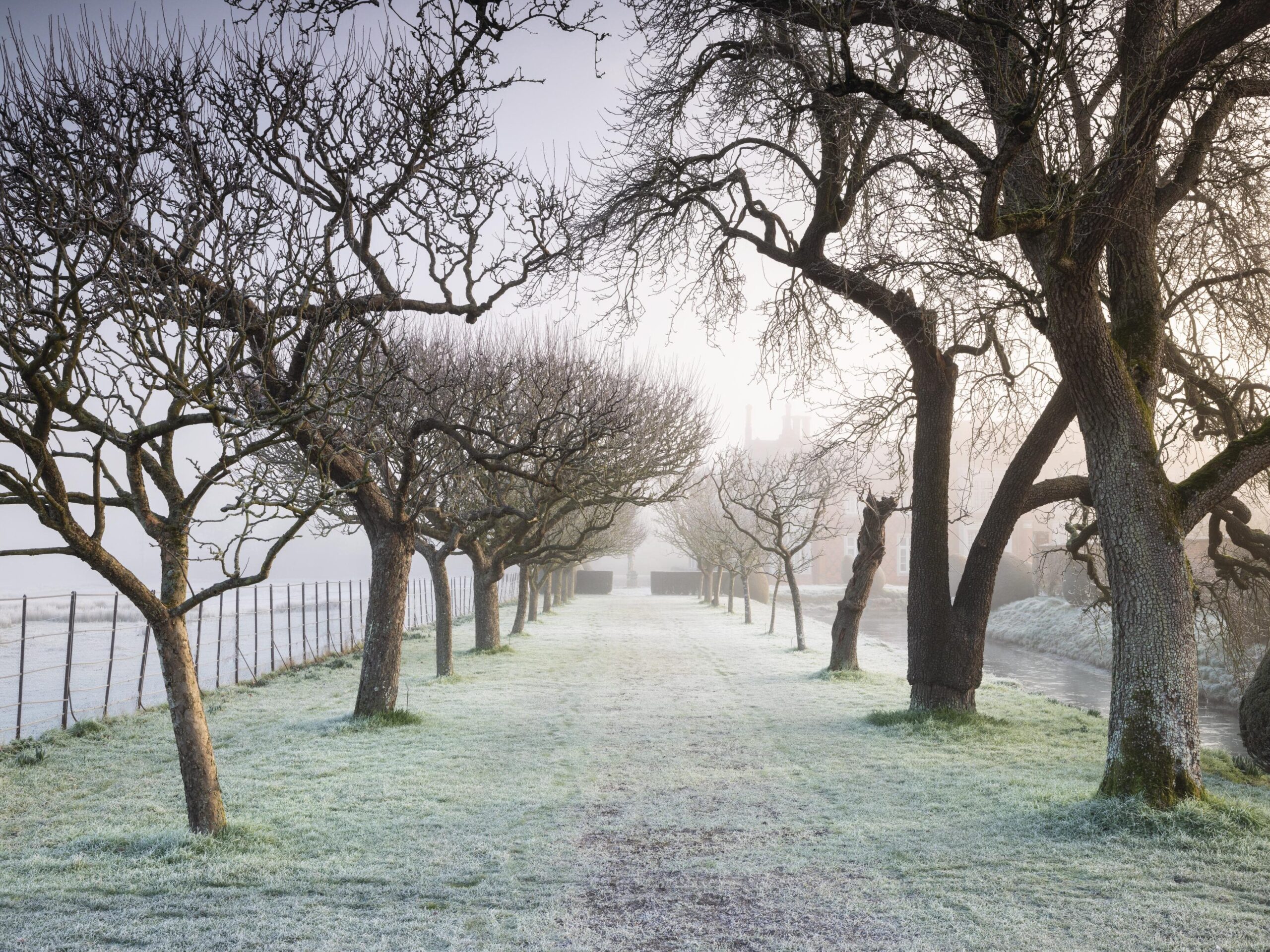 Apple trees