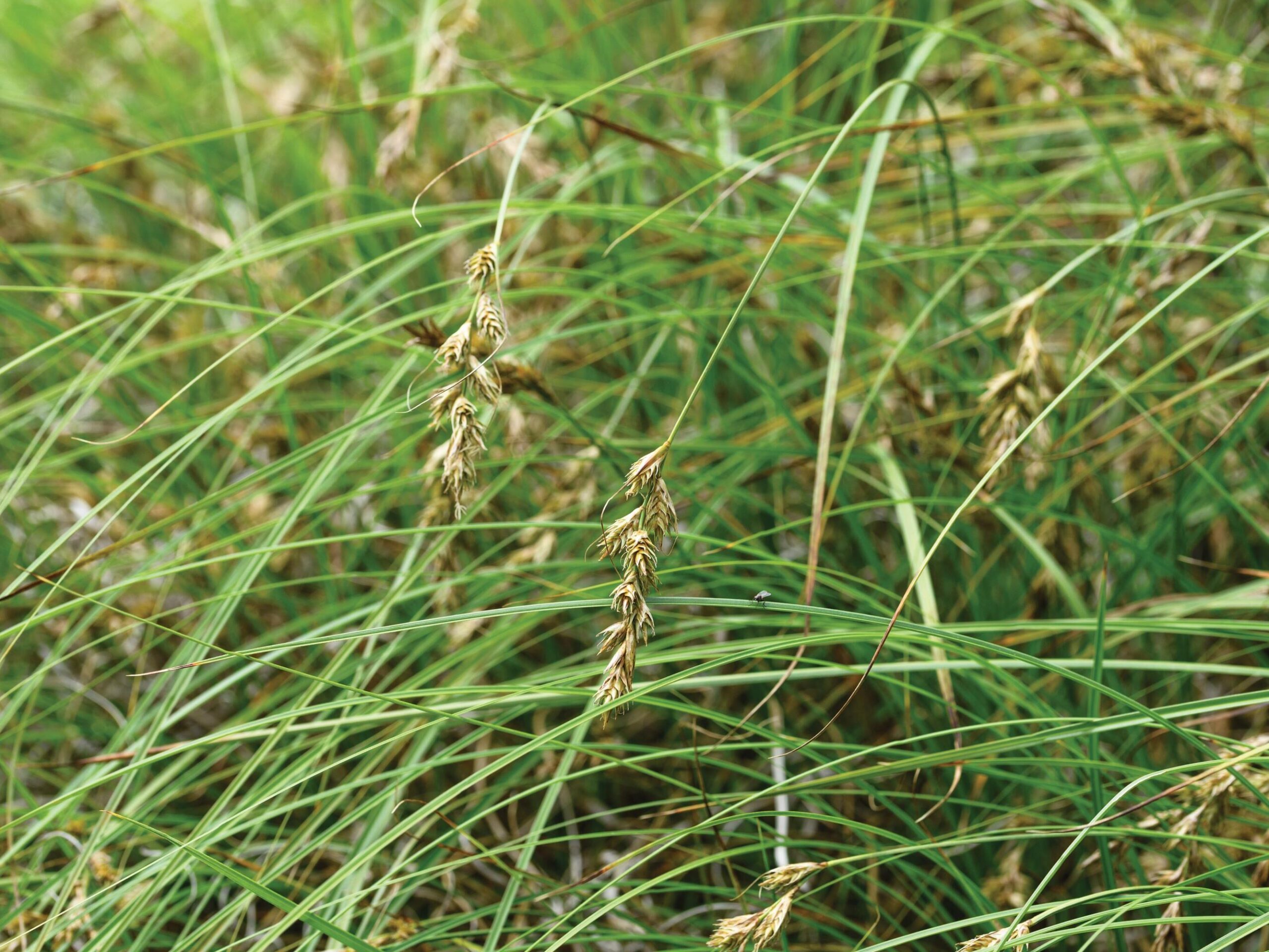Carex arenaria