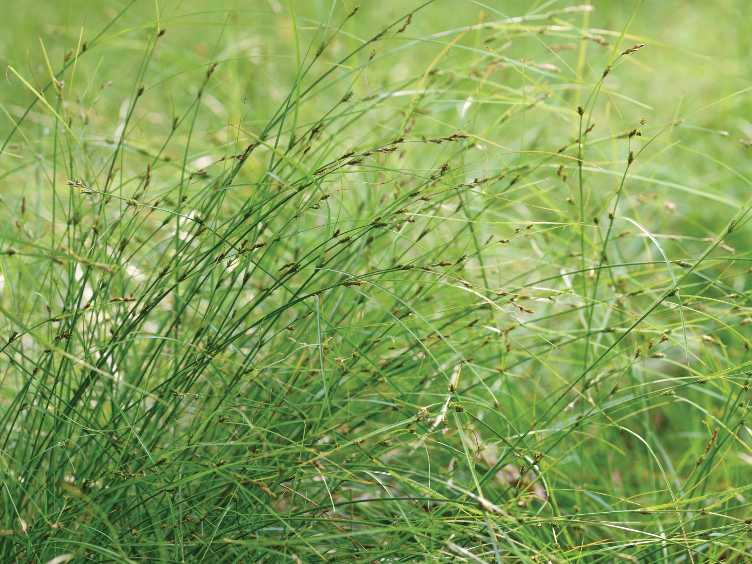 Carex remota