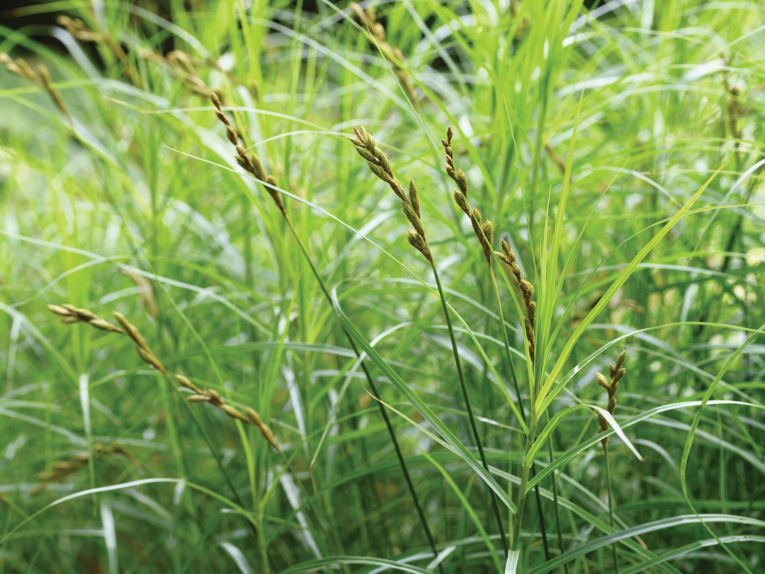Carex muskingumensis