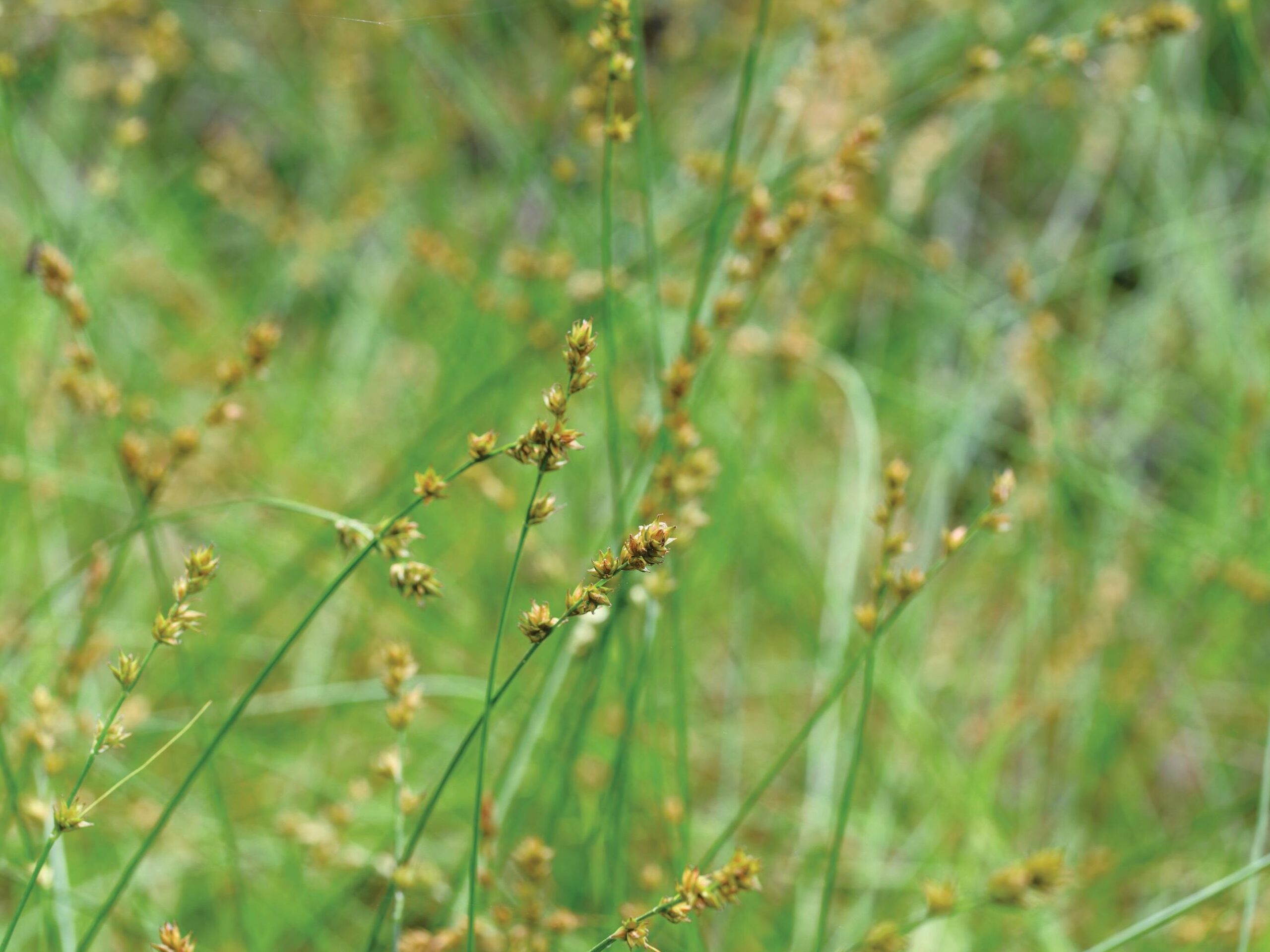 Carex divulsa