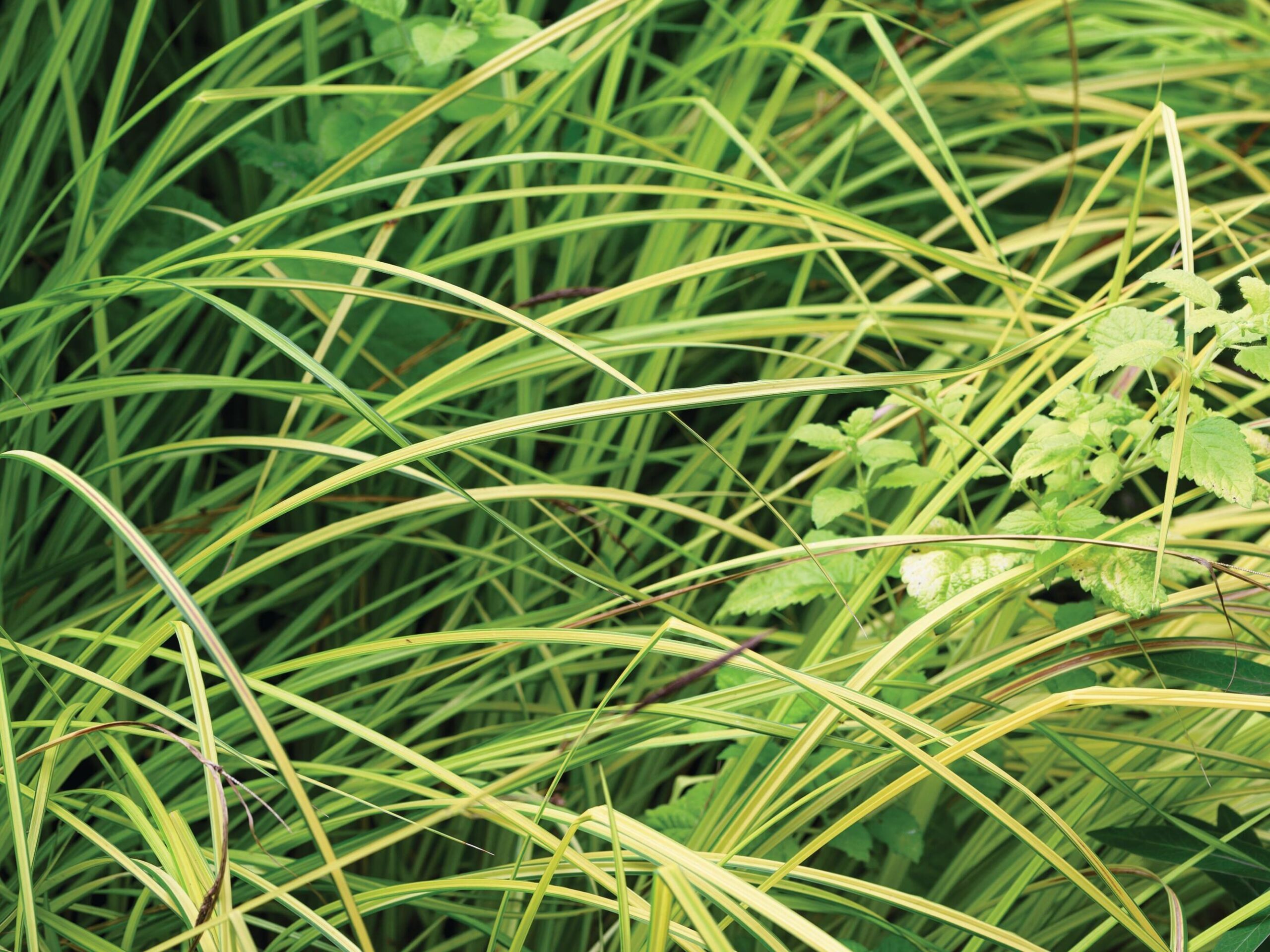 Carex oshimensis