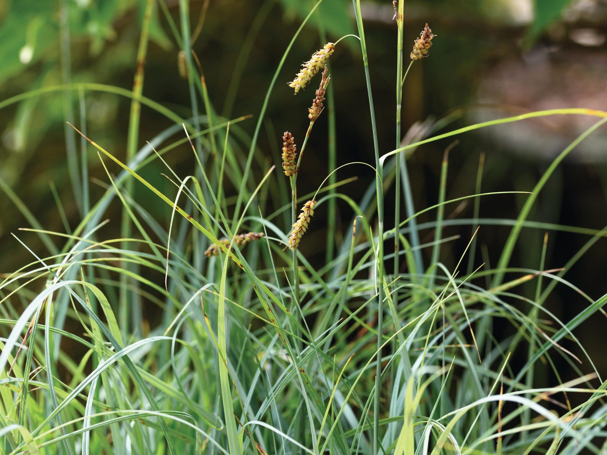 Carex flacca