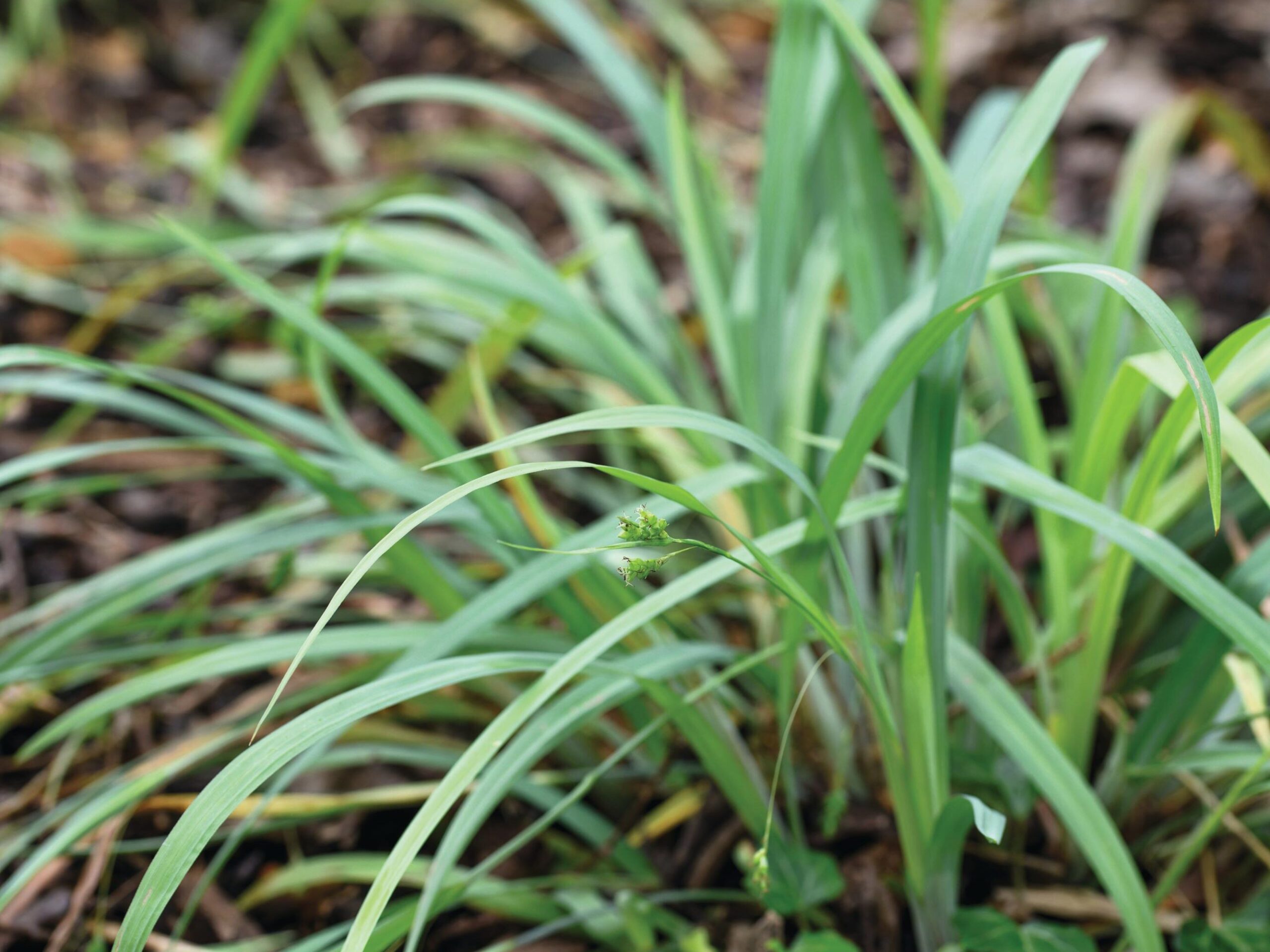 Carex Laxiculmis