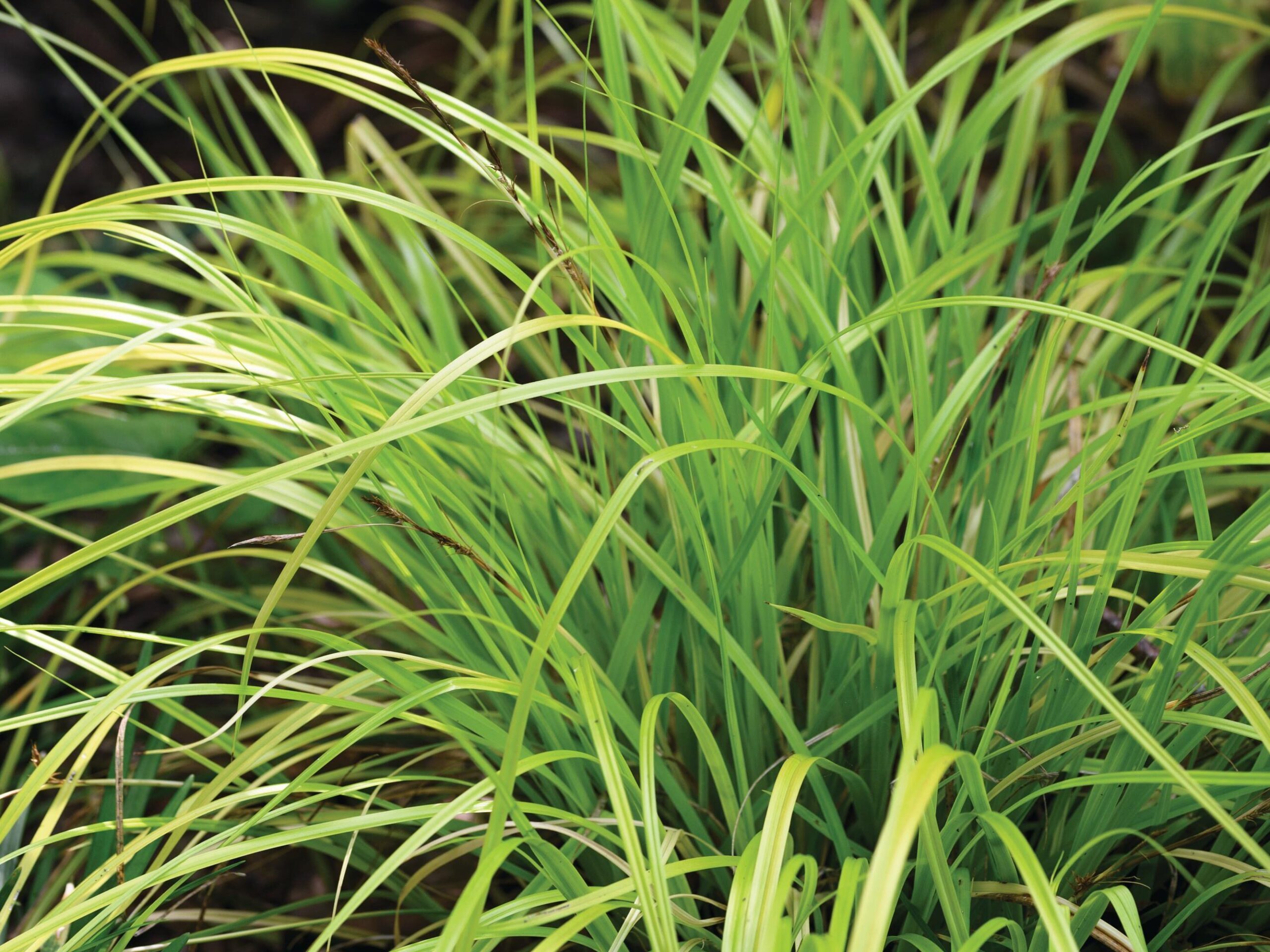 Carex oshimensi