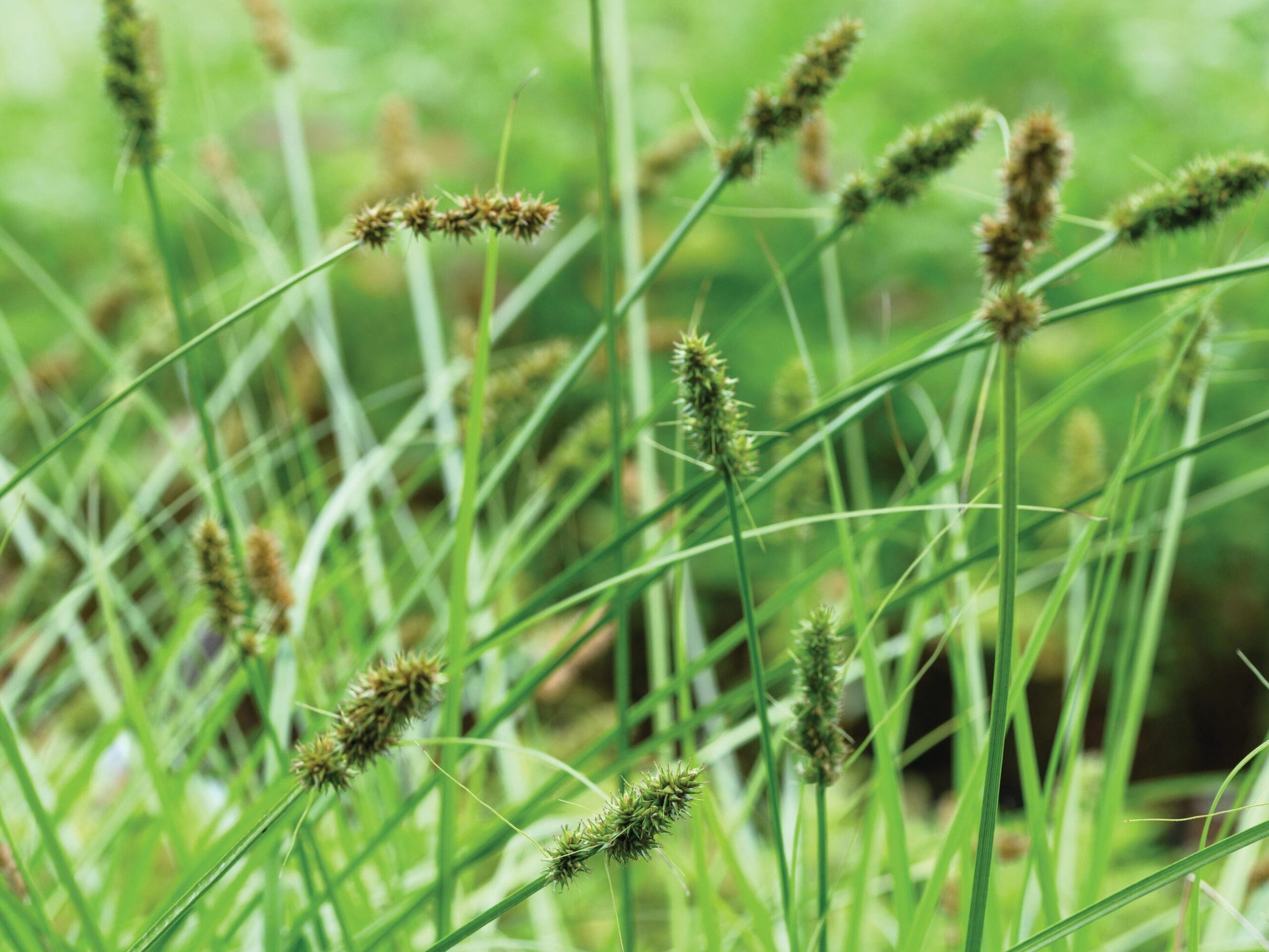 Carex paniculata