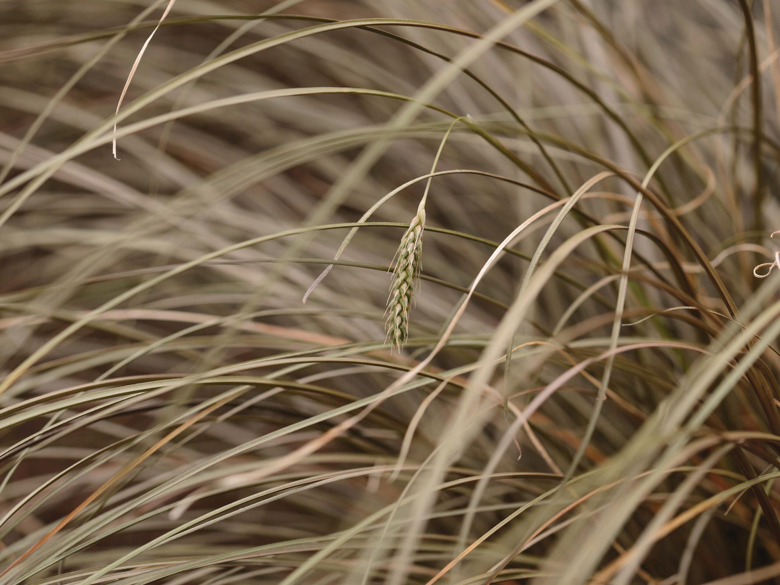 Carex comans