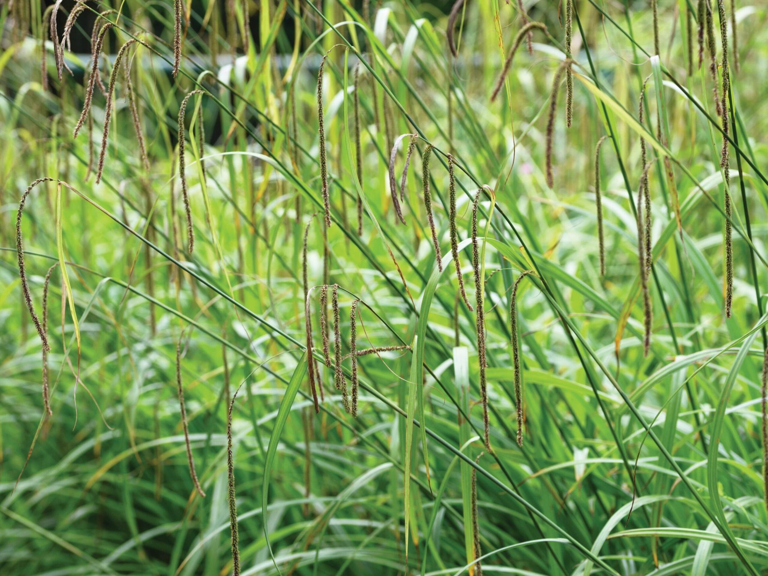 Carex pendula