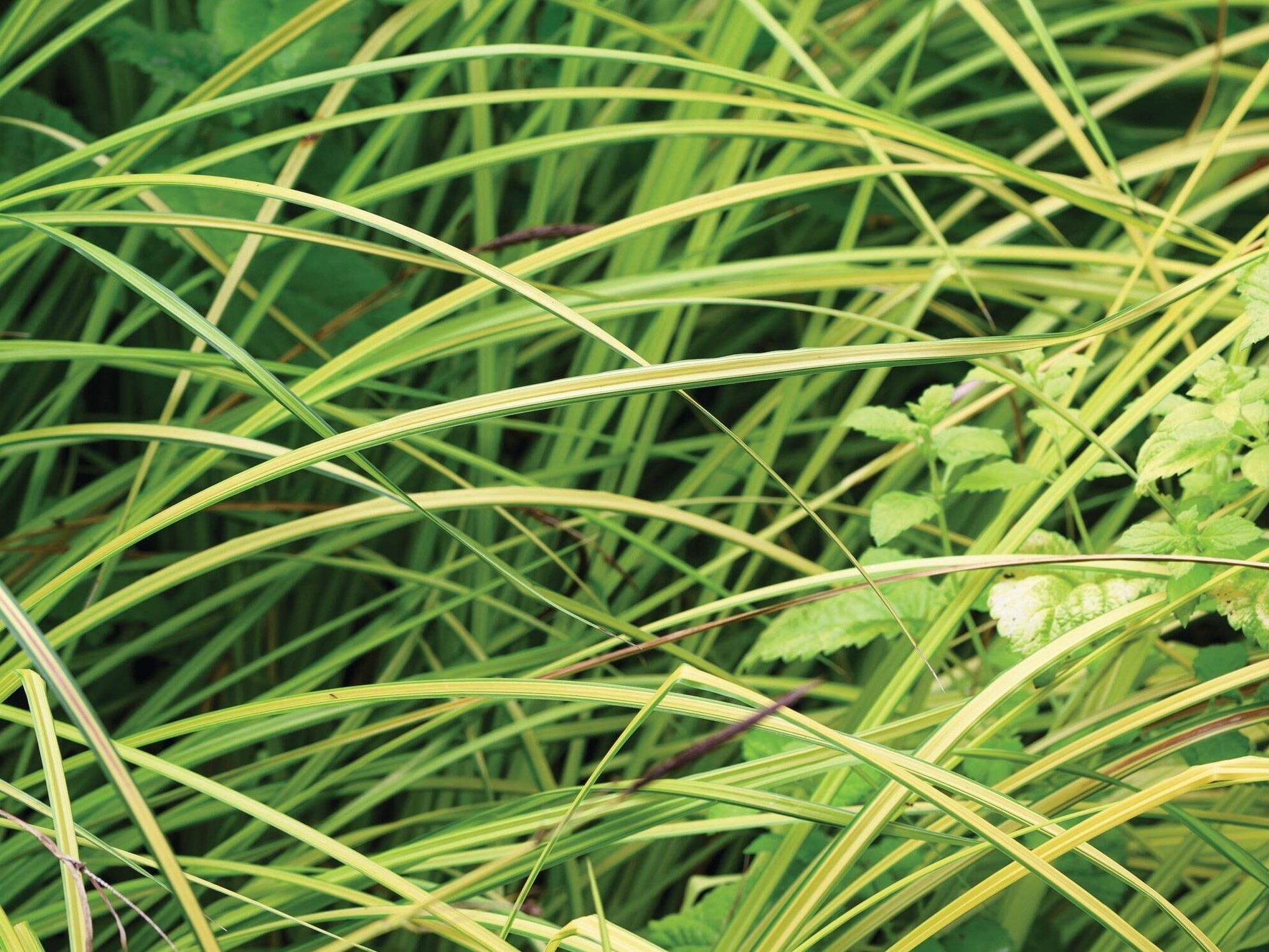 Carex elata