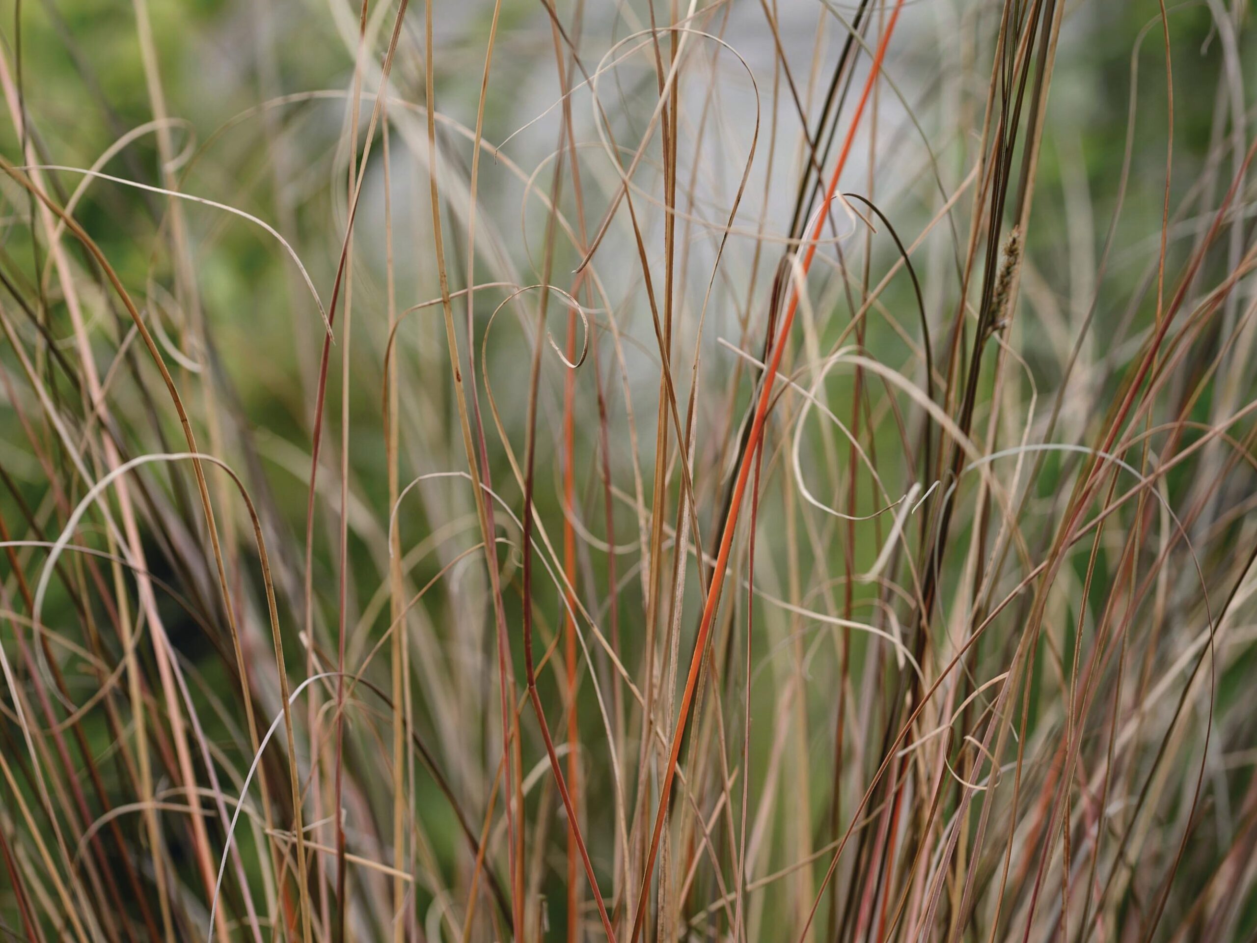 Carex buchananii