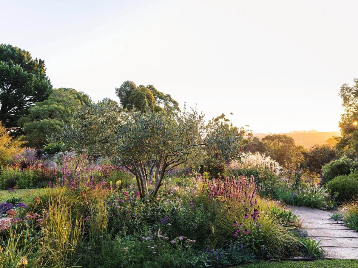 Australian garden Garden in summer