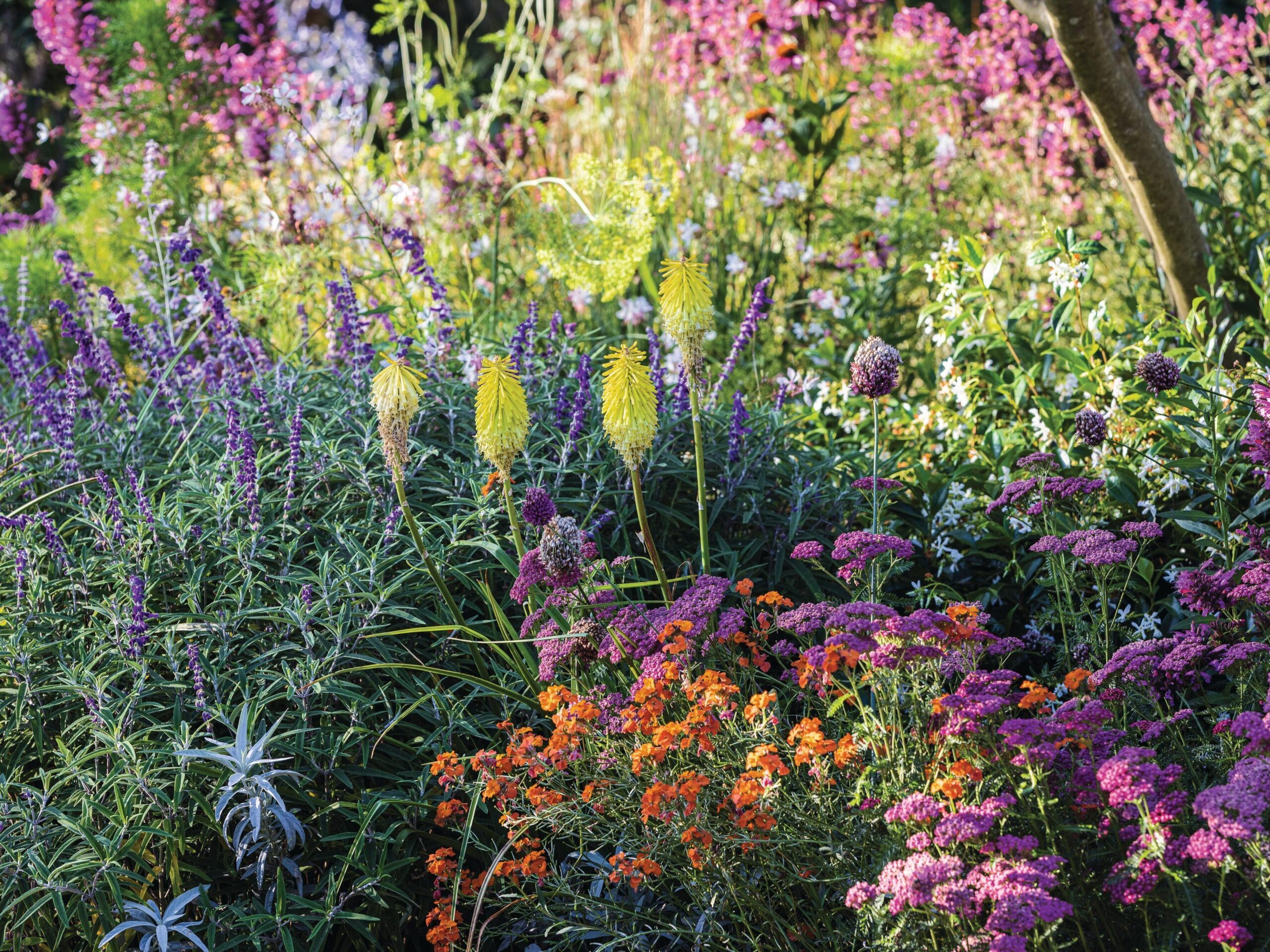 Close-up perennial plants